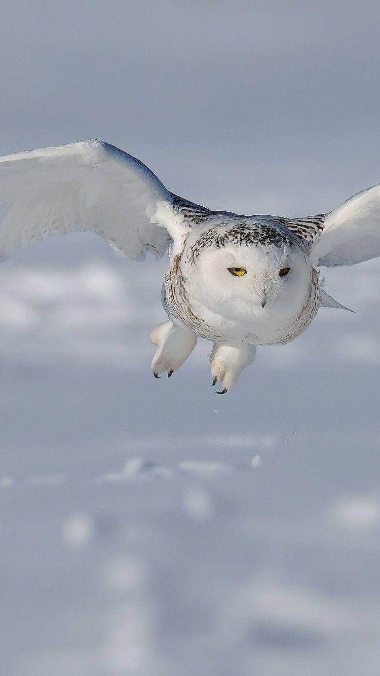 Owl Wallpaper For Android Phone 750x1334