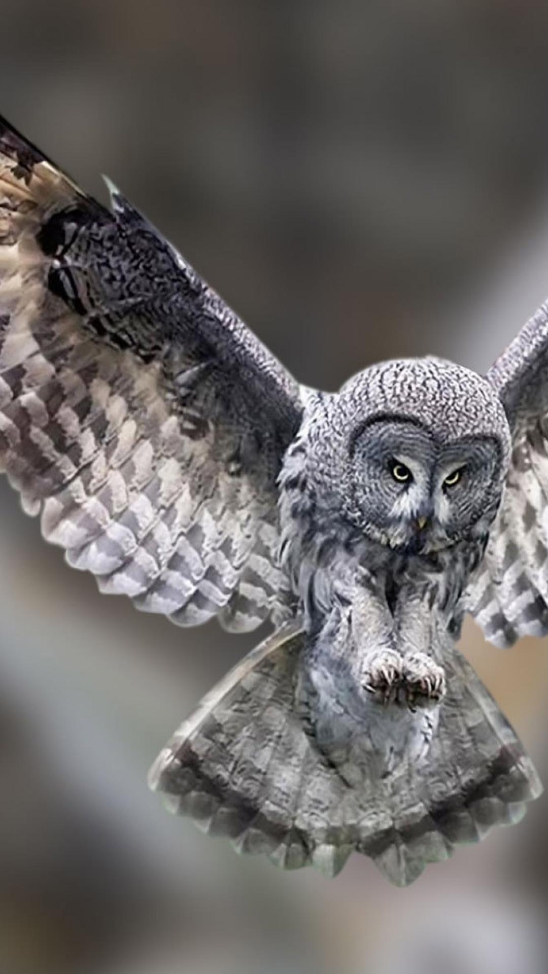 Phone Wallpaper Owl 1080x1920