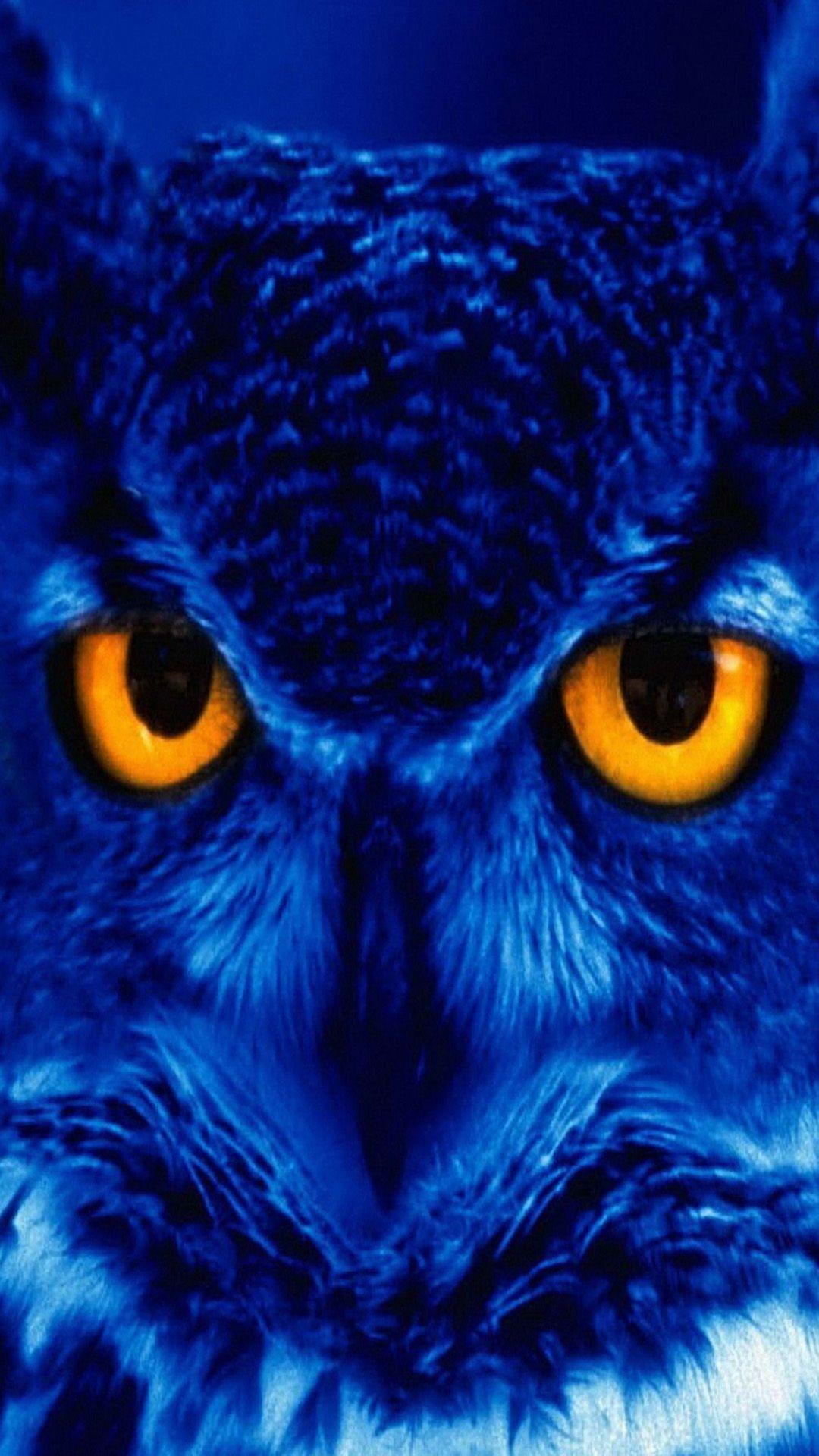 Purple Owl Hd Phone Wallpaper 1080x1920