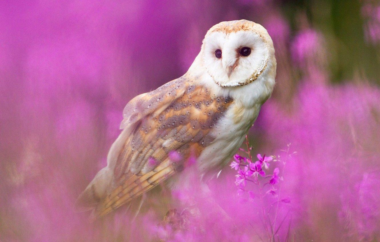 Wallpaper Owl Pink 1332x850