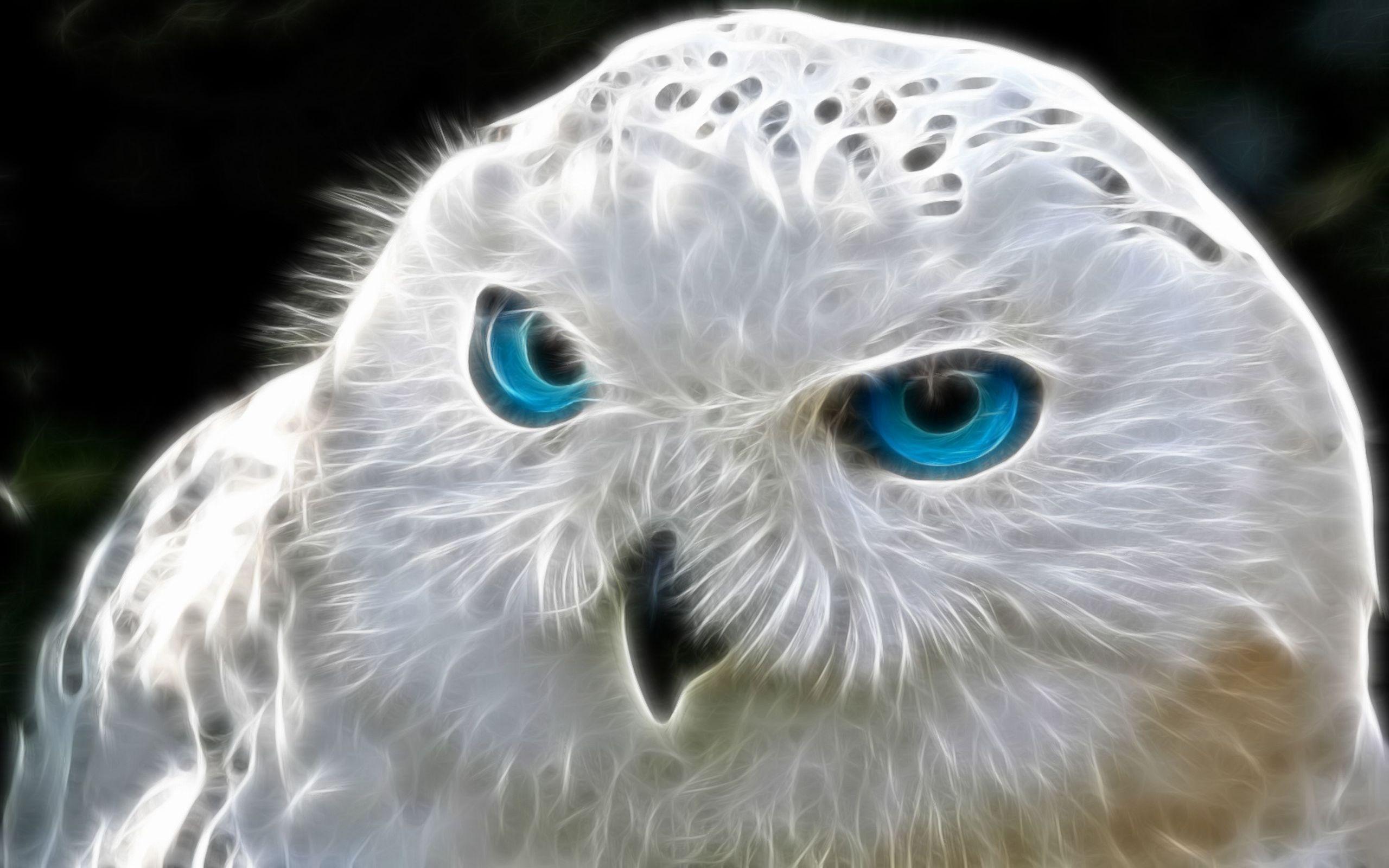 Blue Eyed Snowy Owl Wallpaper 2560x1600