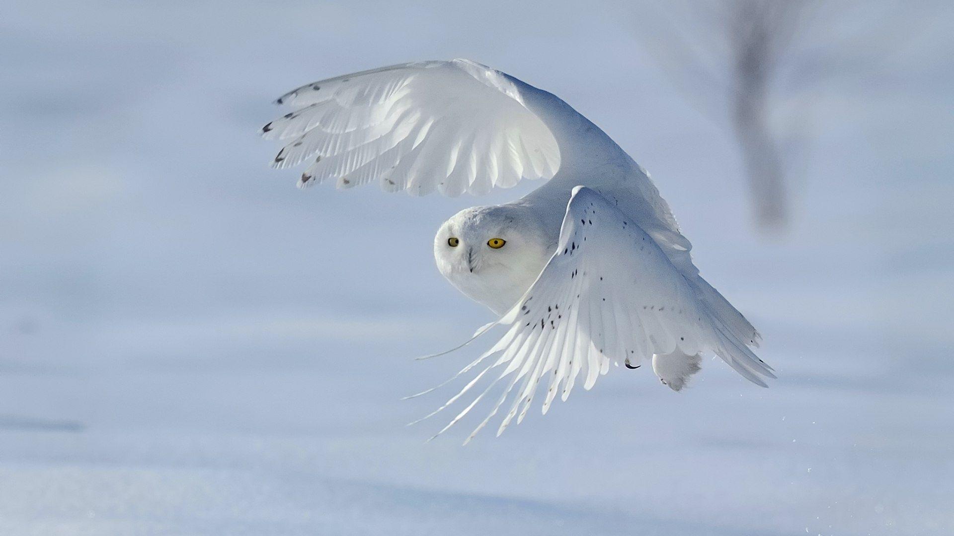 Free Snowy Owl Computer Wallpaper 1920x1080