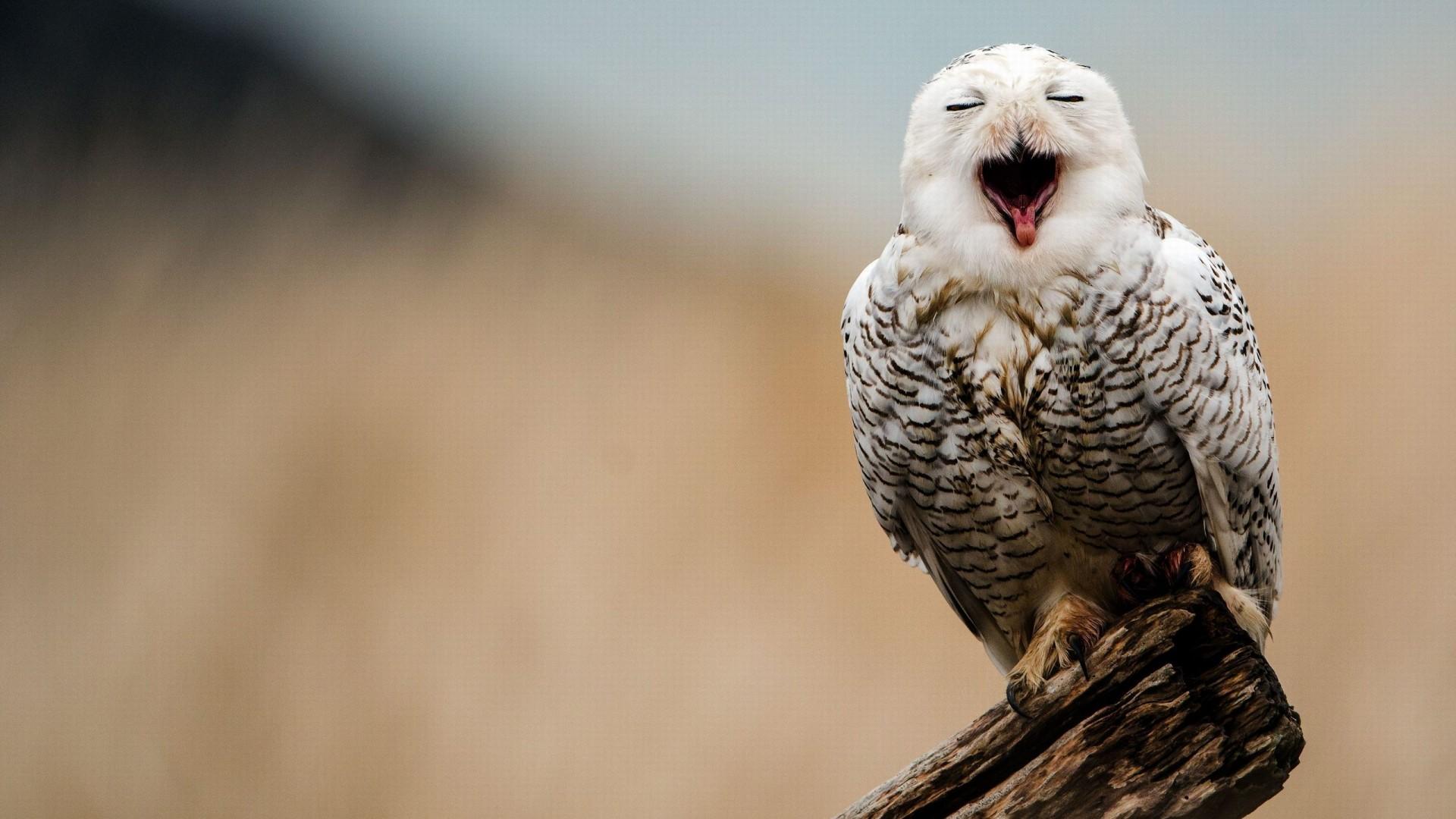 Funny Snowy Owl Wallpaper 1920x1080