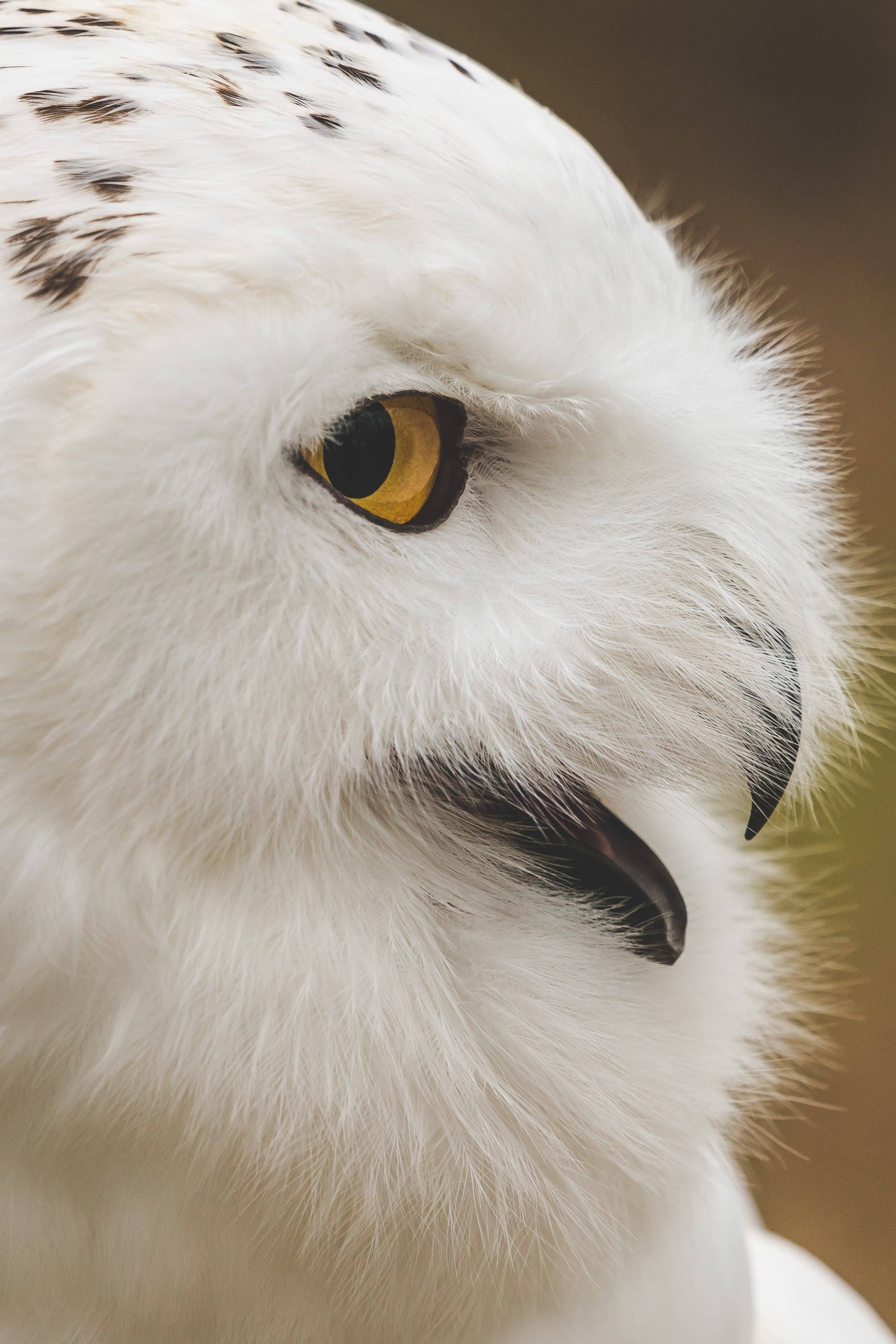 Snowy Owl Cell Phone Wallpaper 2476x3712