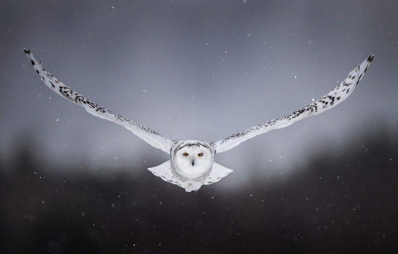 Snowy Owl Computer Wallpaper 1332x850