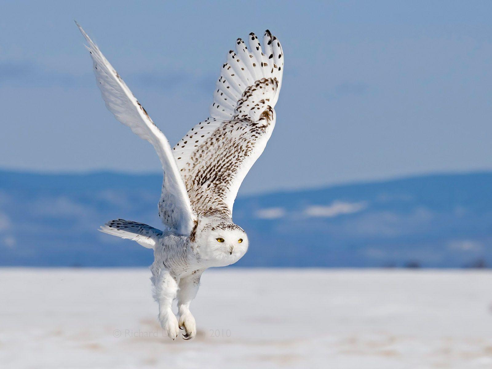 Snowy Owl Live Wallpaper 1600x1200