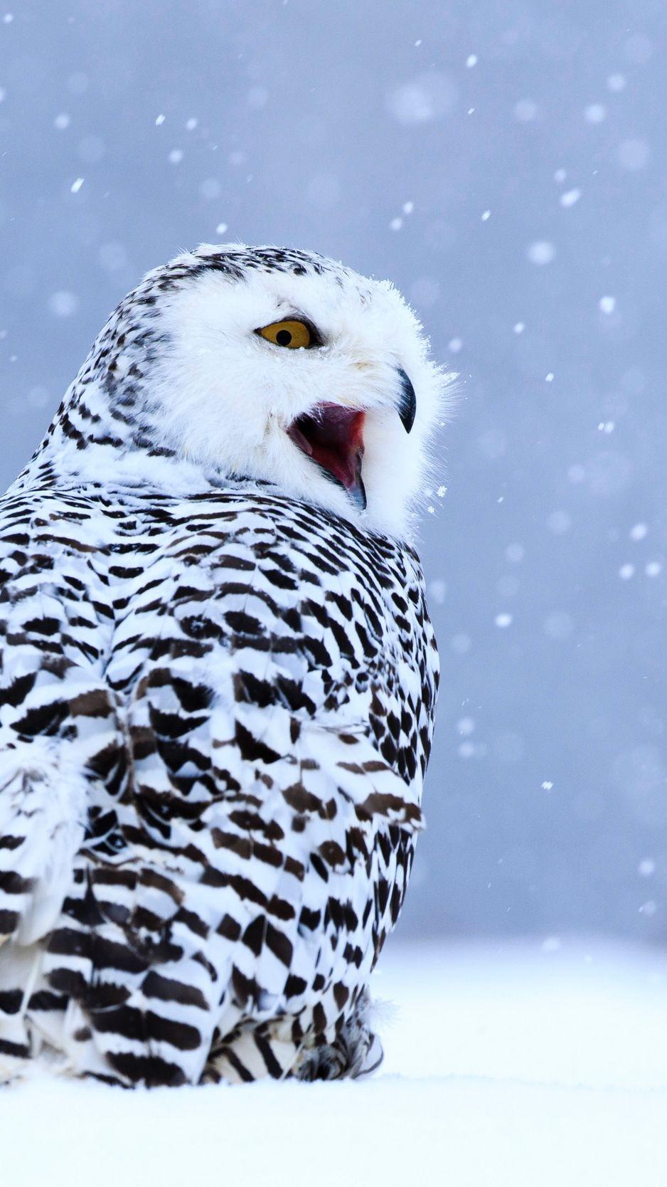 Snowy Owl Phone Wallpaper 938x1668