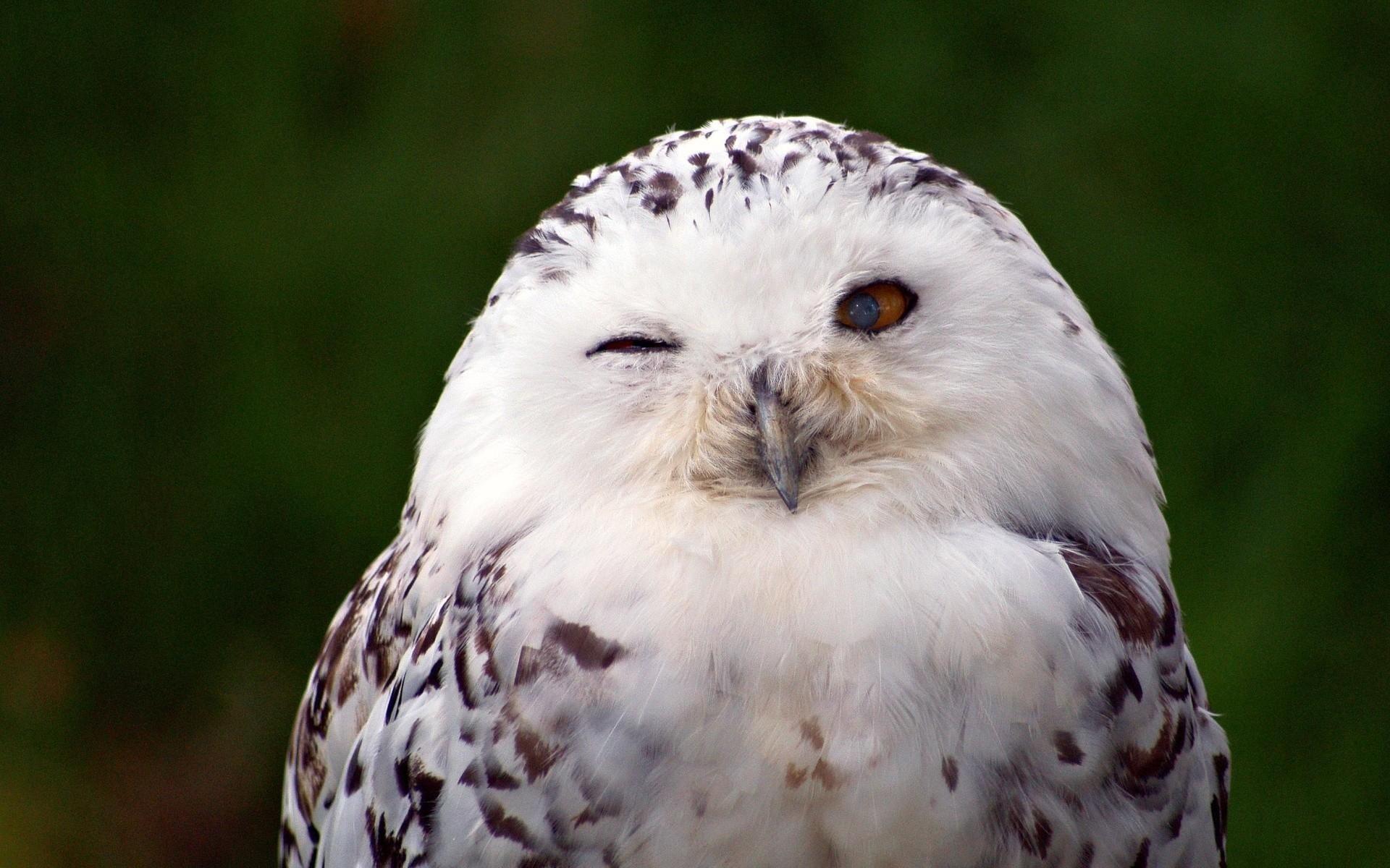 Snowy Owl Wallpaper Border 1920x1200