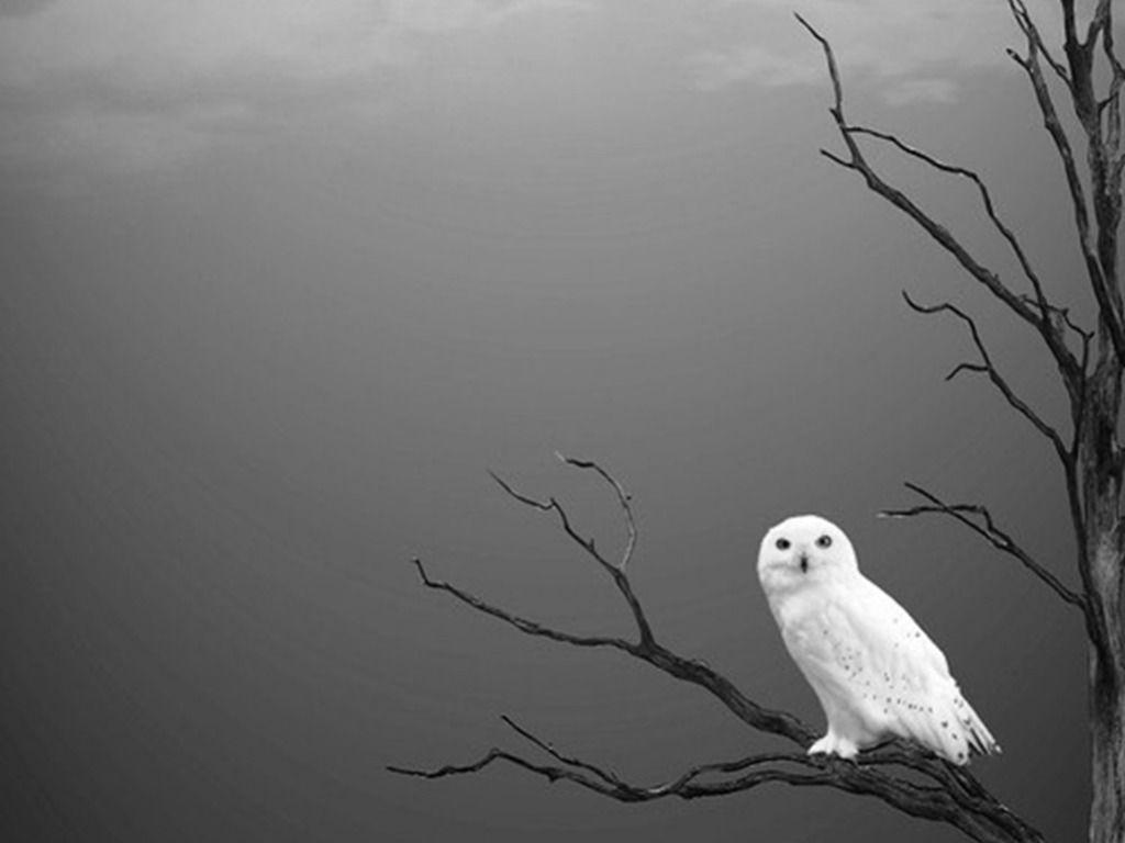 Snowy Owl Wallpaper Iphone 1024x768