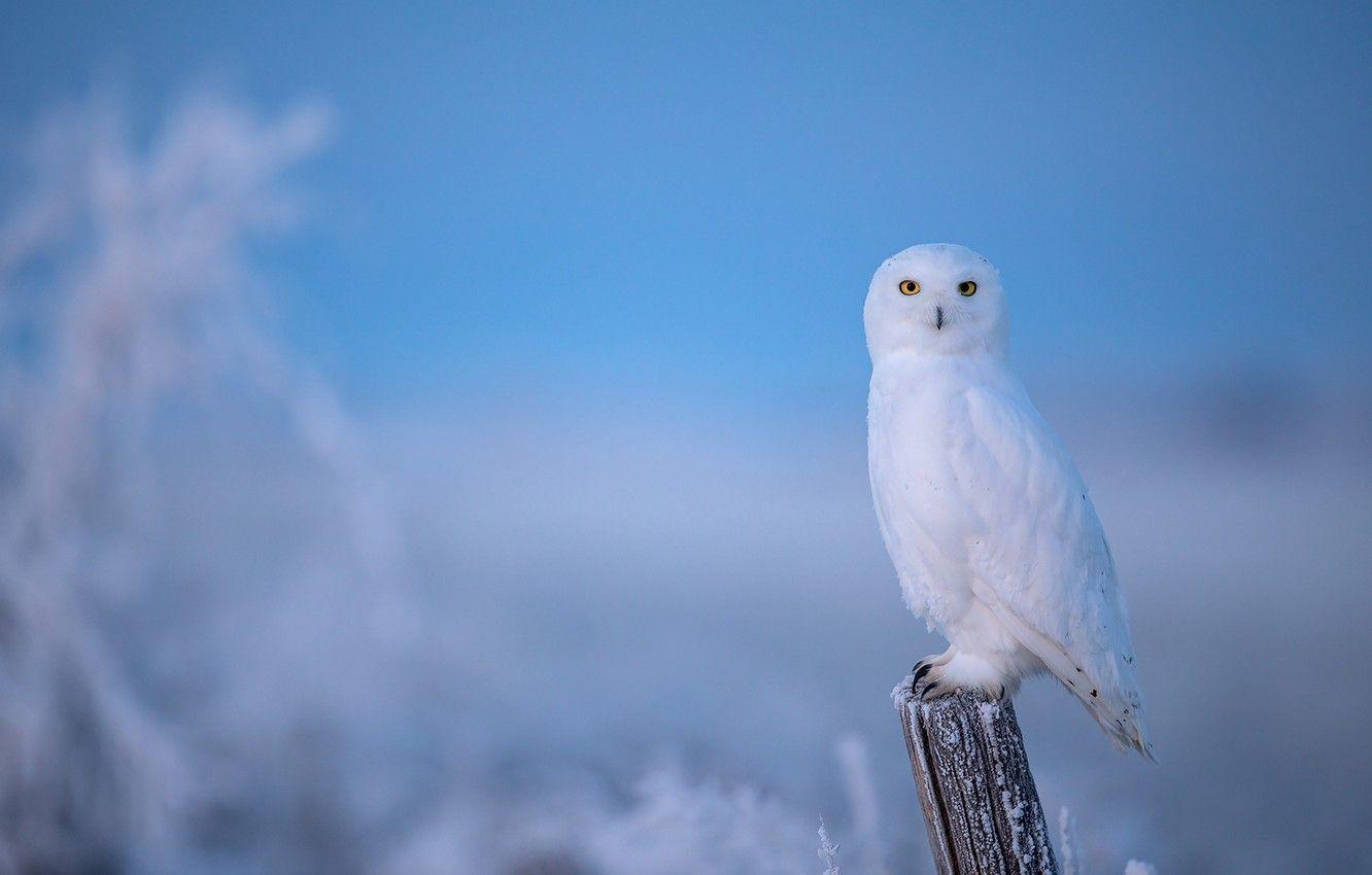 Snowy Owl Wallpapers 1332x850