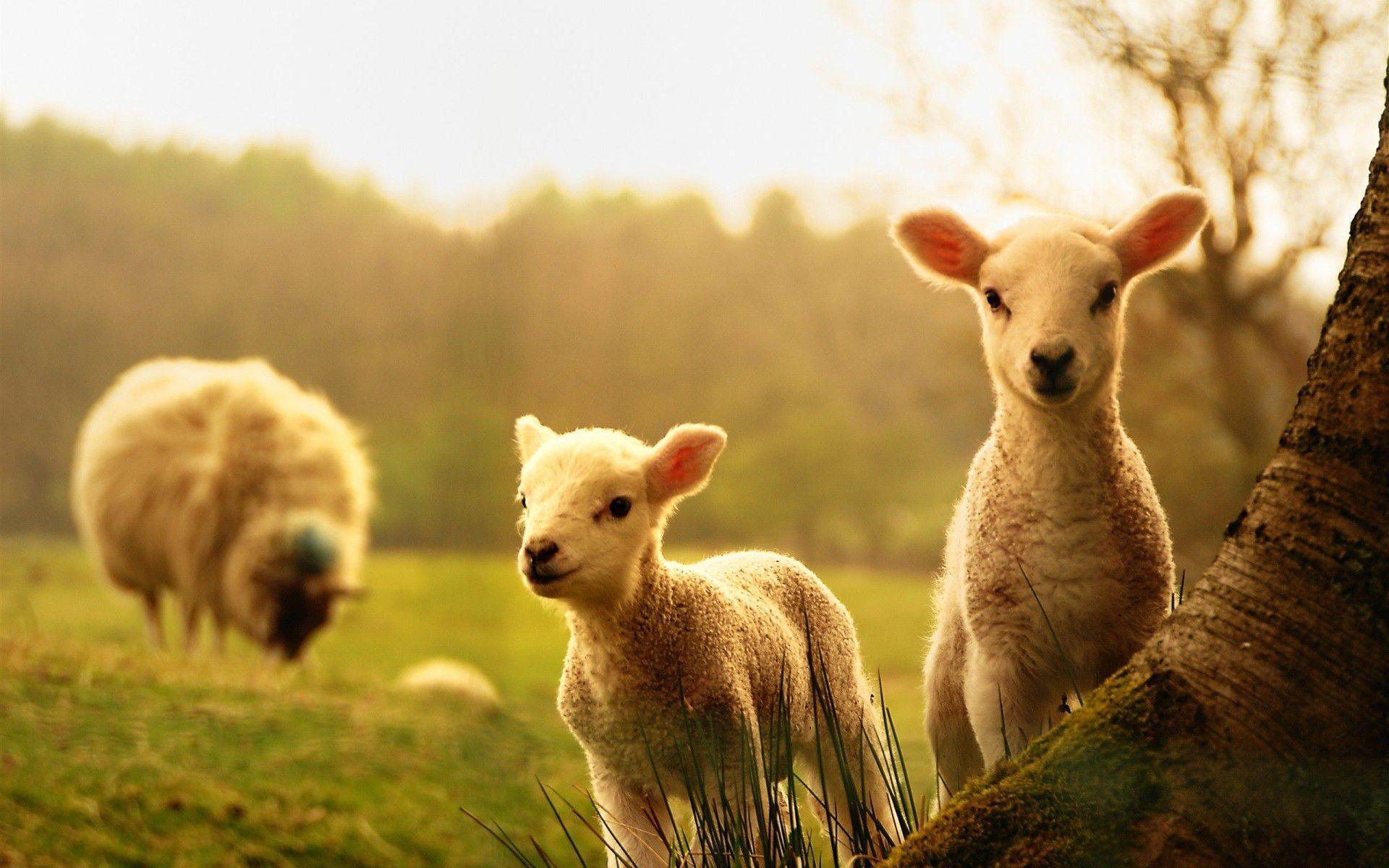Cute Farm Animal Wallpaper 1920x1200