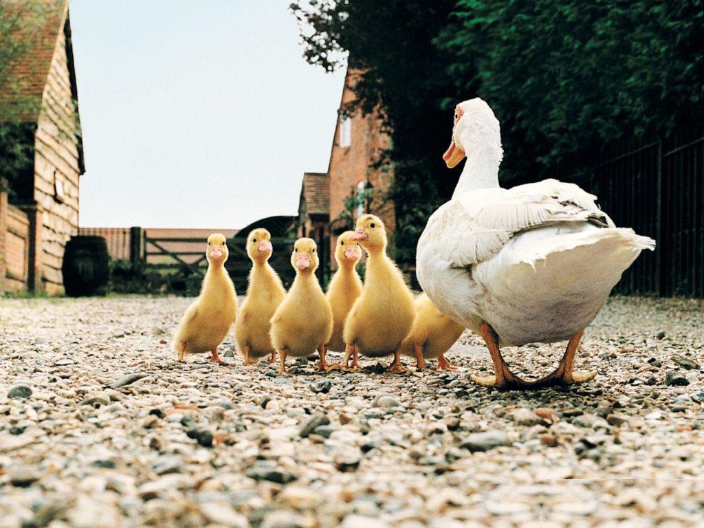 Farm Animal Wallpaper Border 1024x768