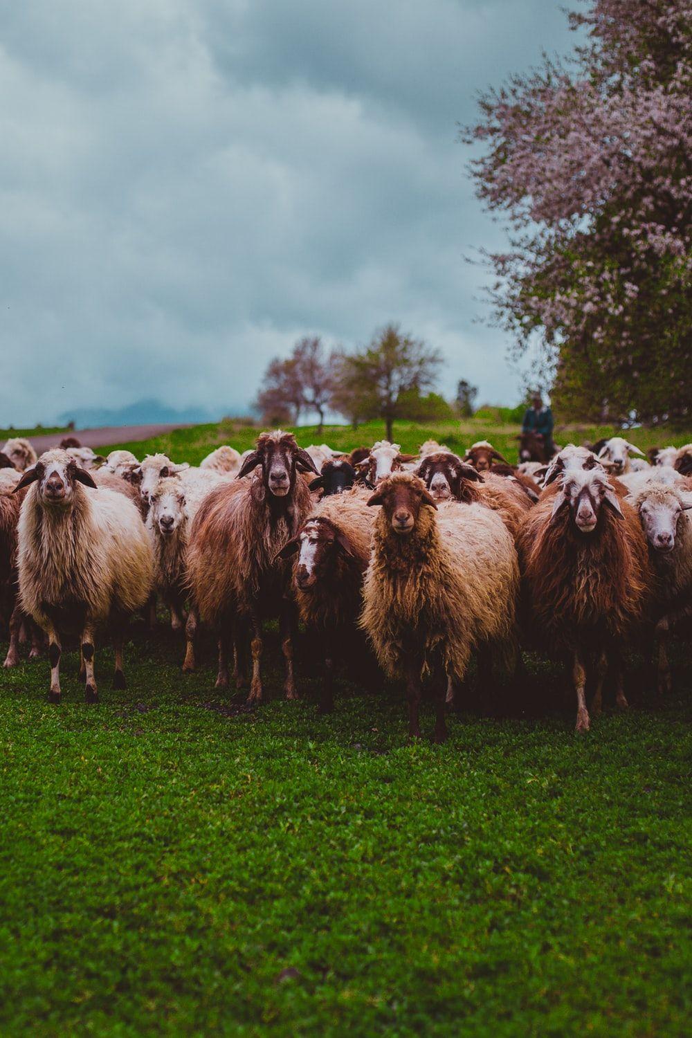 Farm Animals Iphone Wallpaper 1000x1500