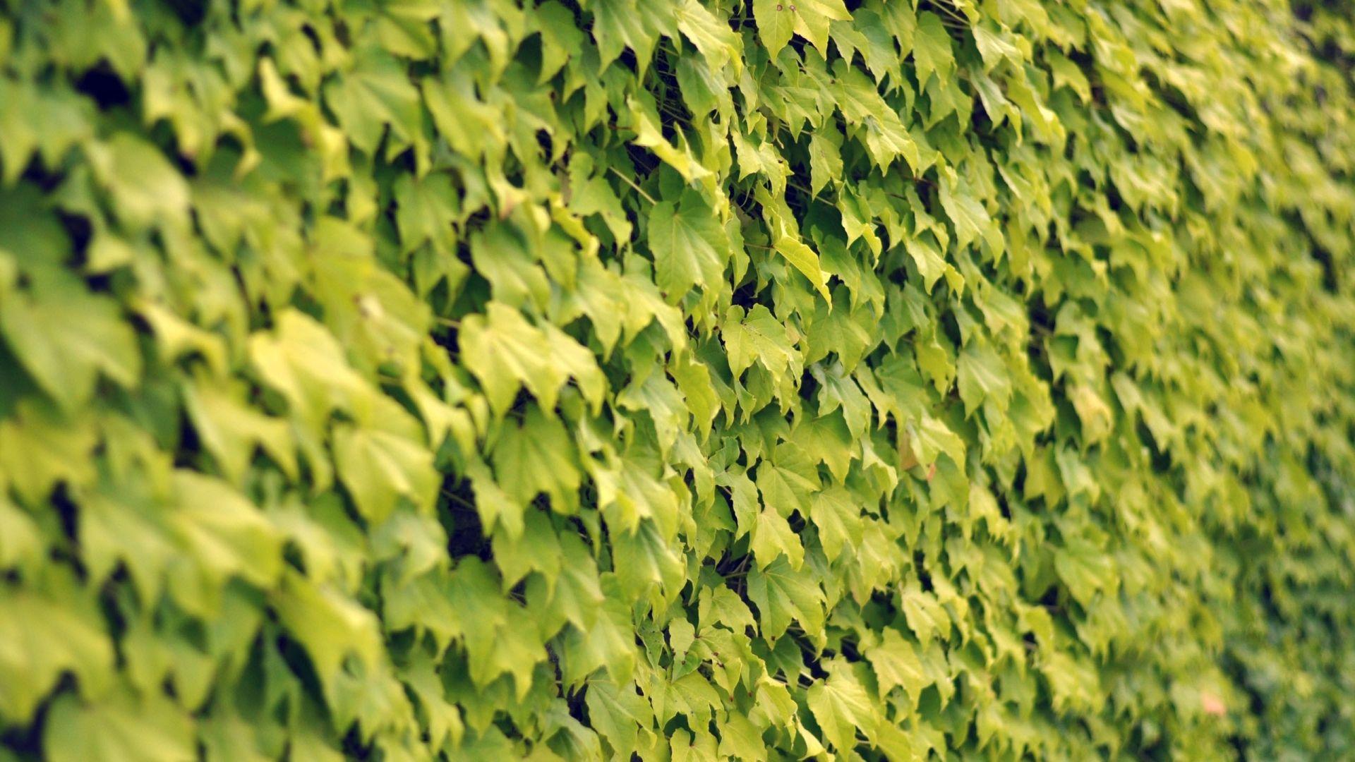 Ivy Wallpapers 22 Green Leafy Backgrounds WallpaperGap