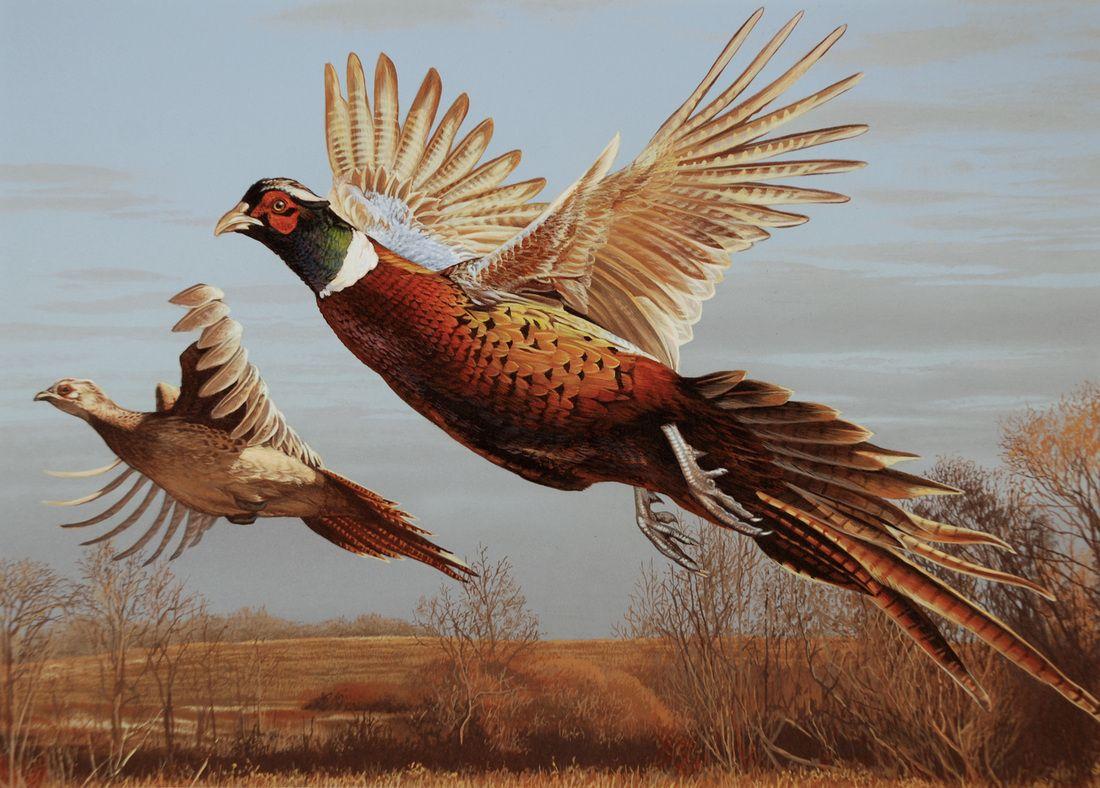 Cool Pheasant Hunting Wallpaper 1100x788