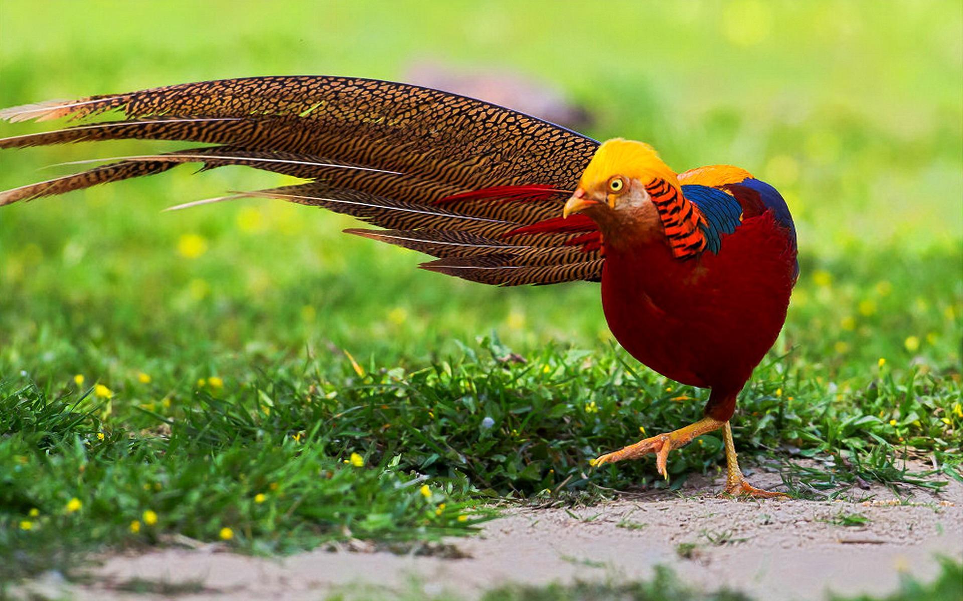 Golden Pheasant Wallpaper 1920x1200
