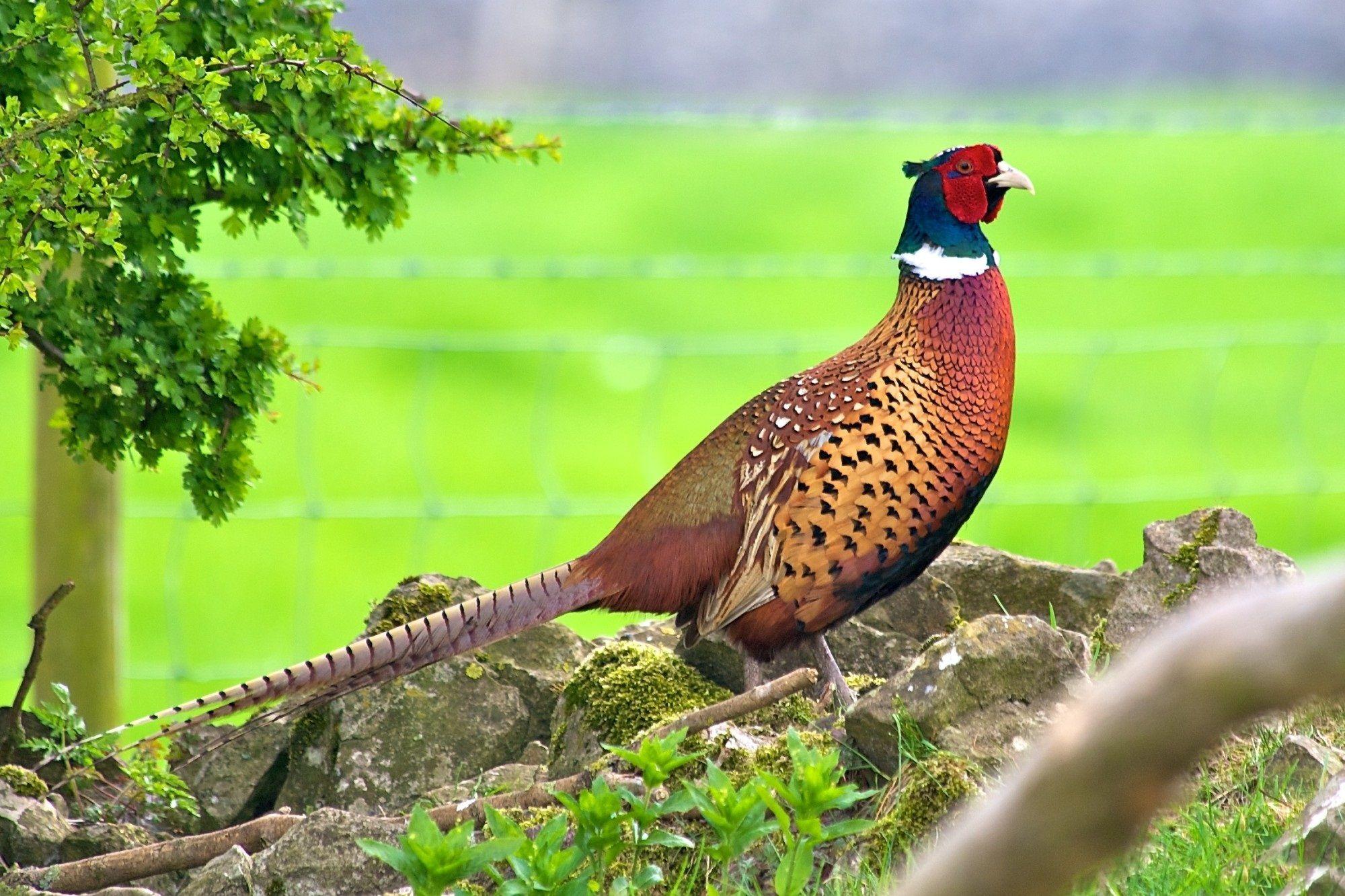 Green Pheasant Wallpaper 2000x1333