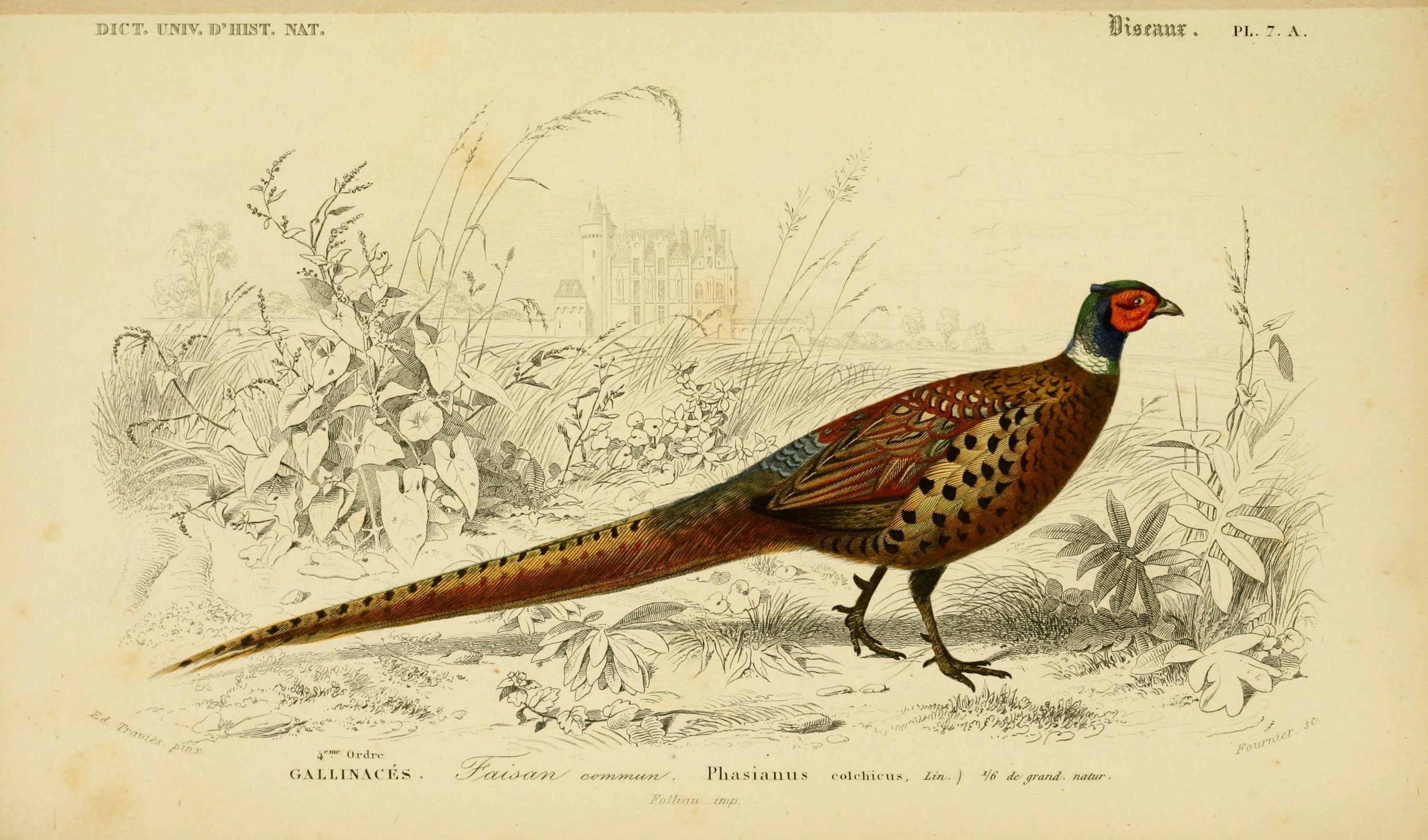 Imperial Pheasant Wallpaper 3200x1884