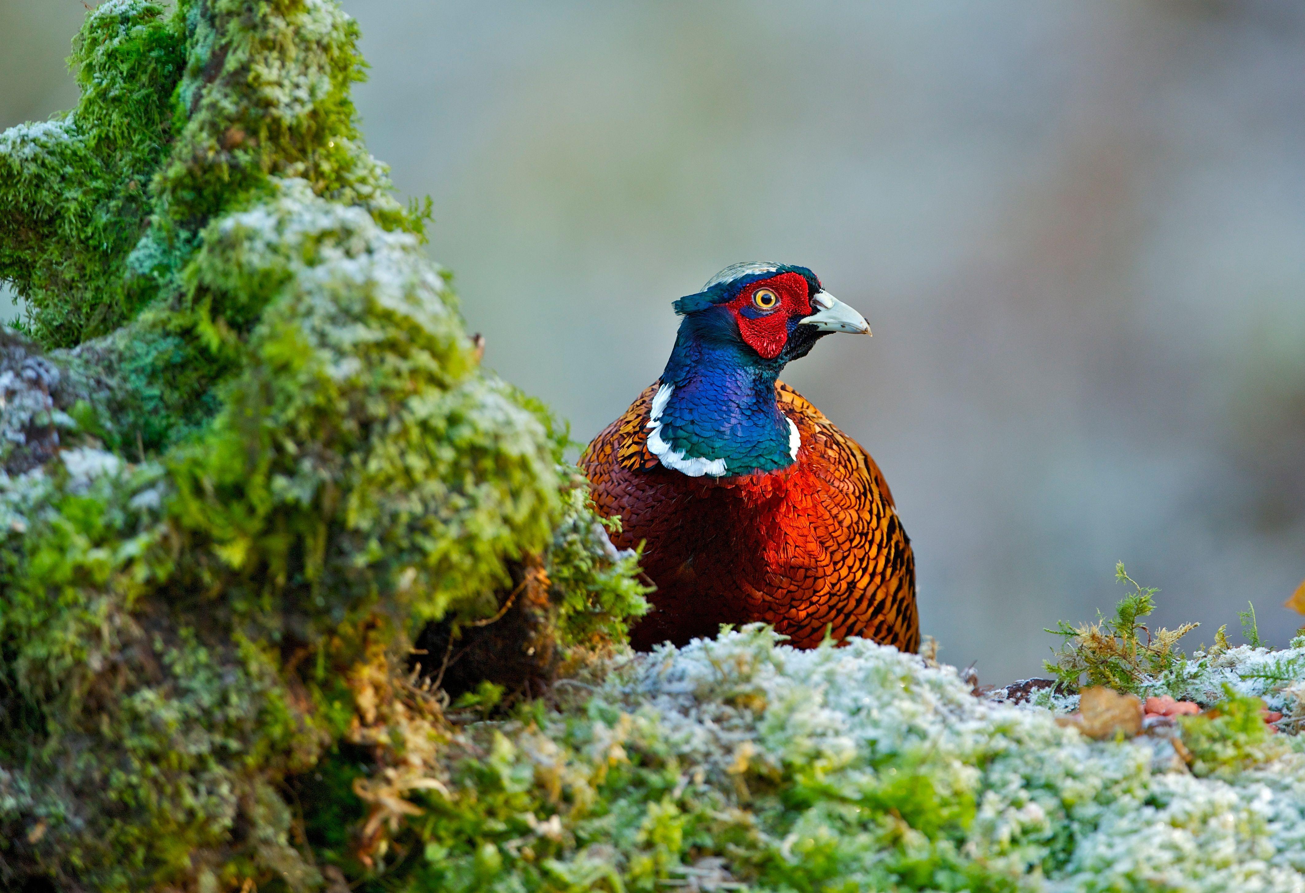 Pheasant Computer Wallpaper 4249x2910