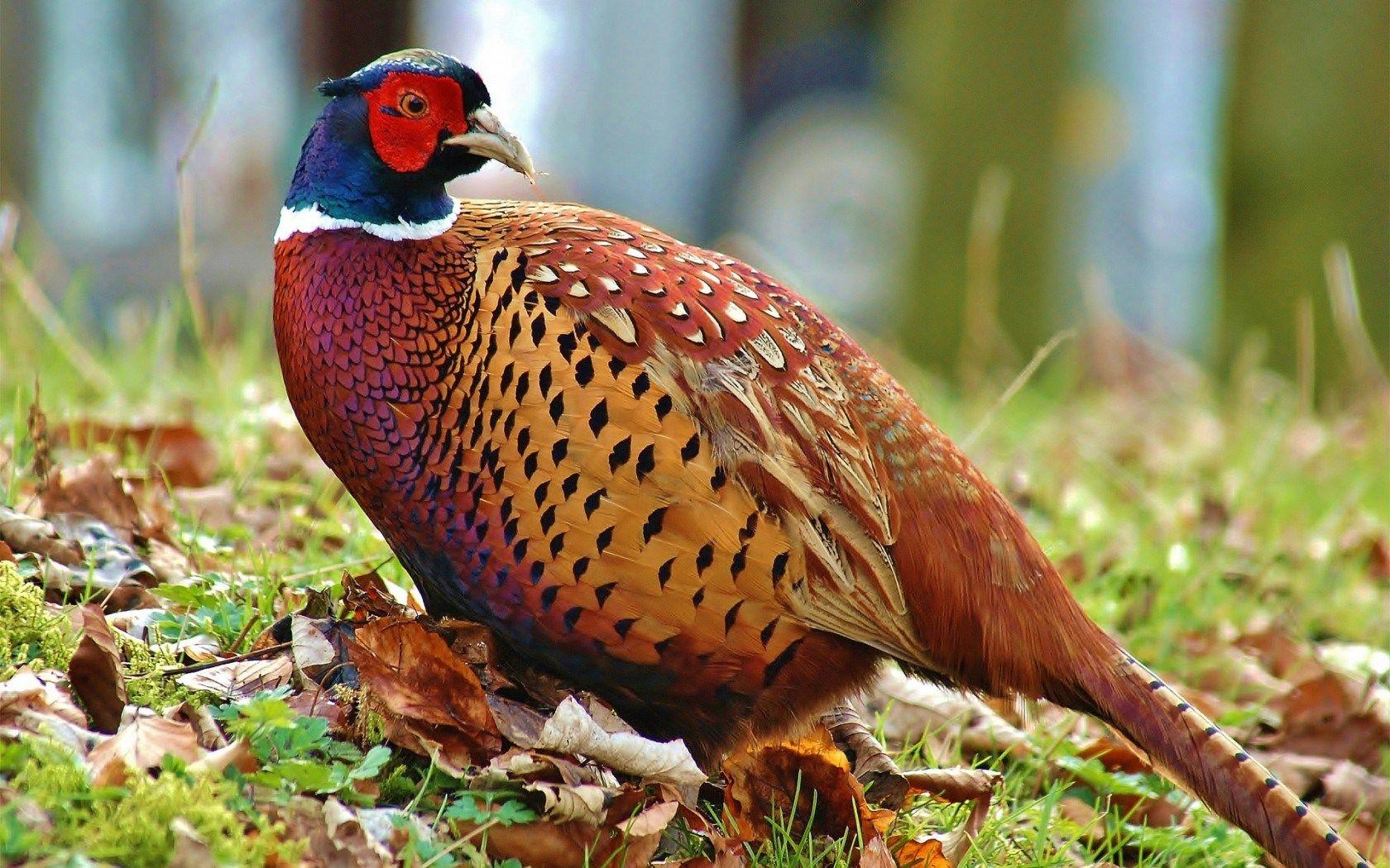 Pheasant Desktop Wallpaper 1680x1050
