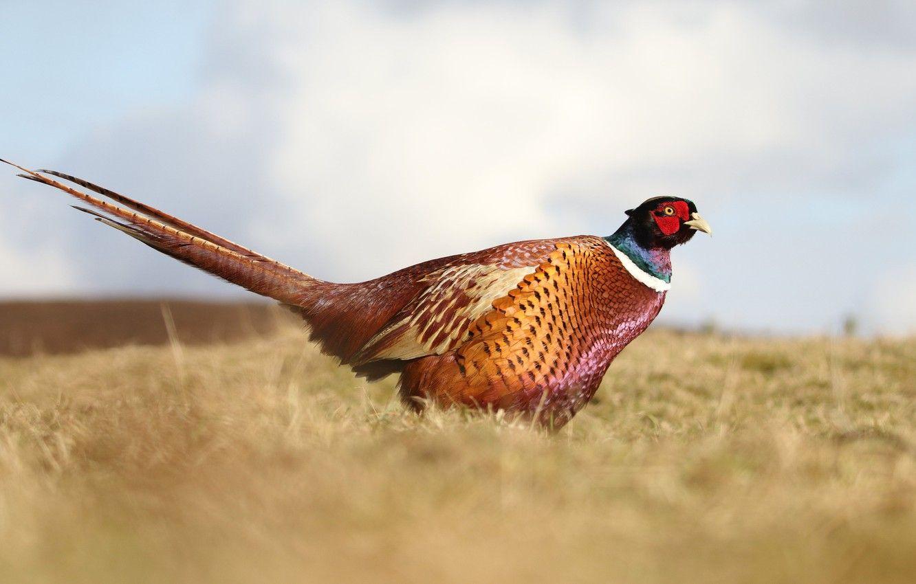 Pheasant Fabric Wallpaper 1332x850