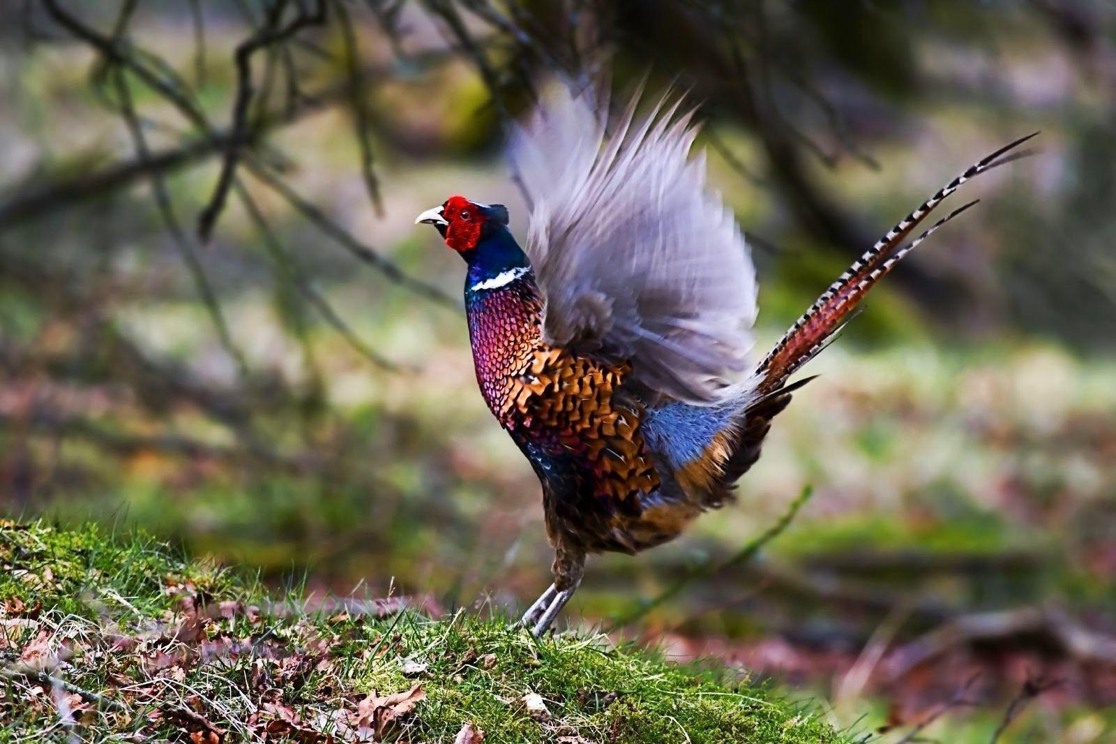 Pheasant Hunting Desktop Wallpaper 1600x1066