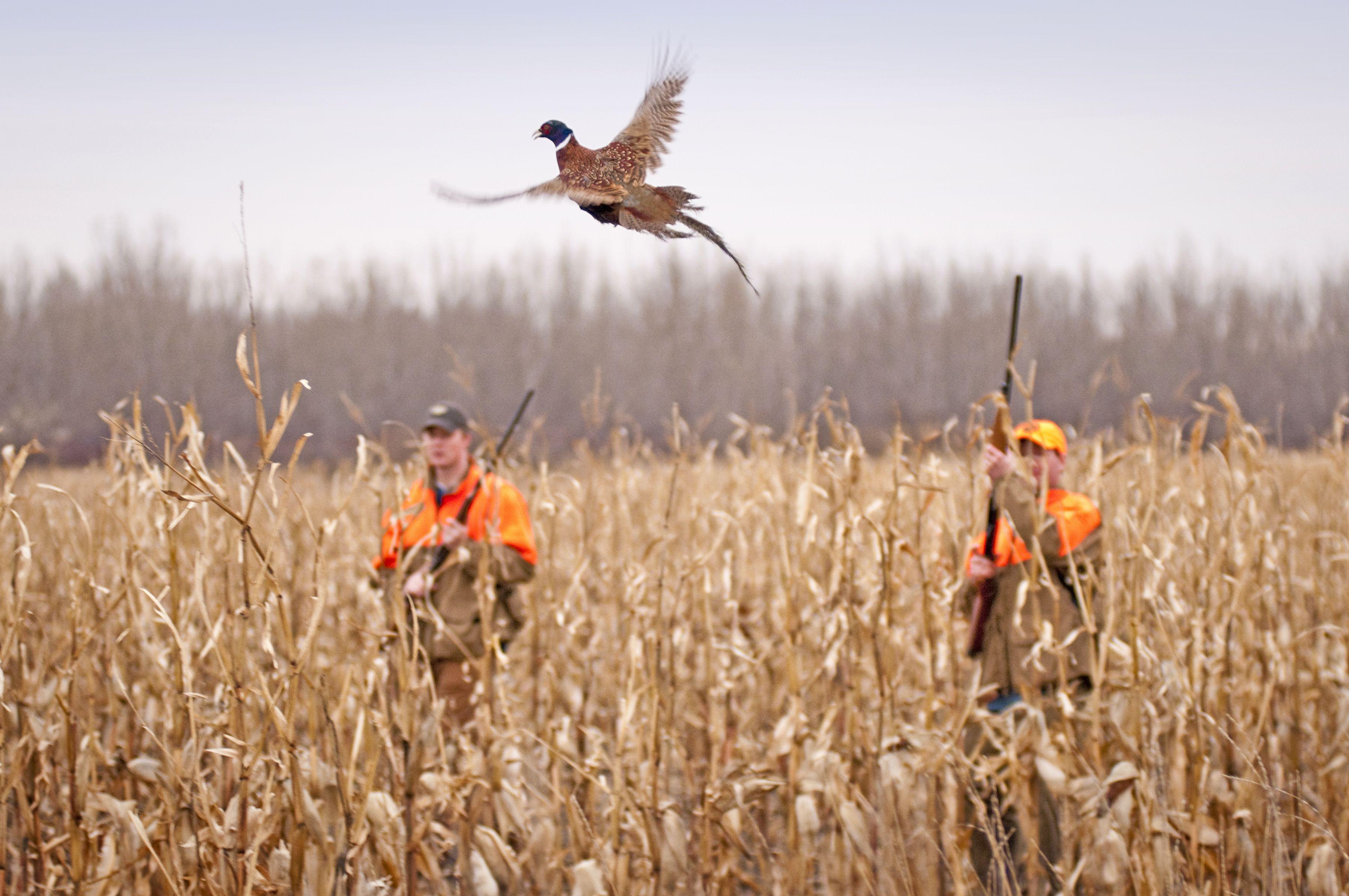 Pheasant Hunting Wallpaper 3600x2391