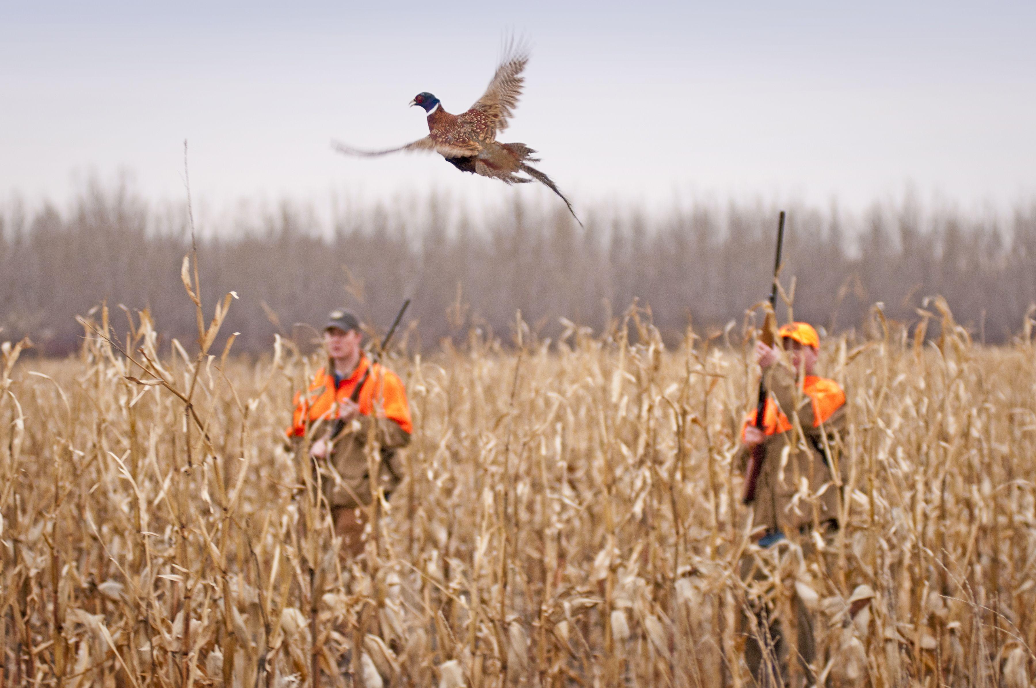 Pheasant Hunting Wallpaper Border 3600x2391