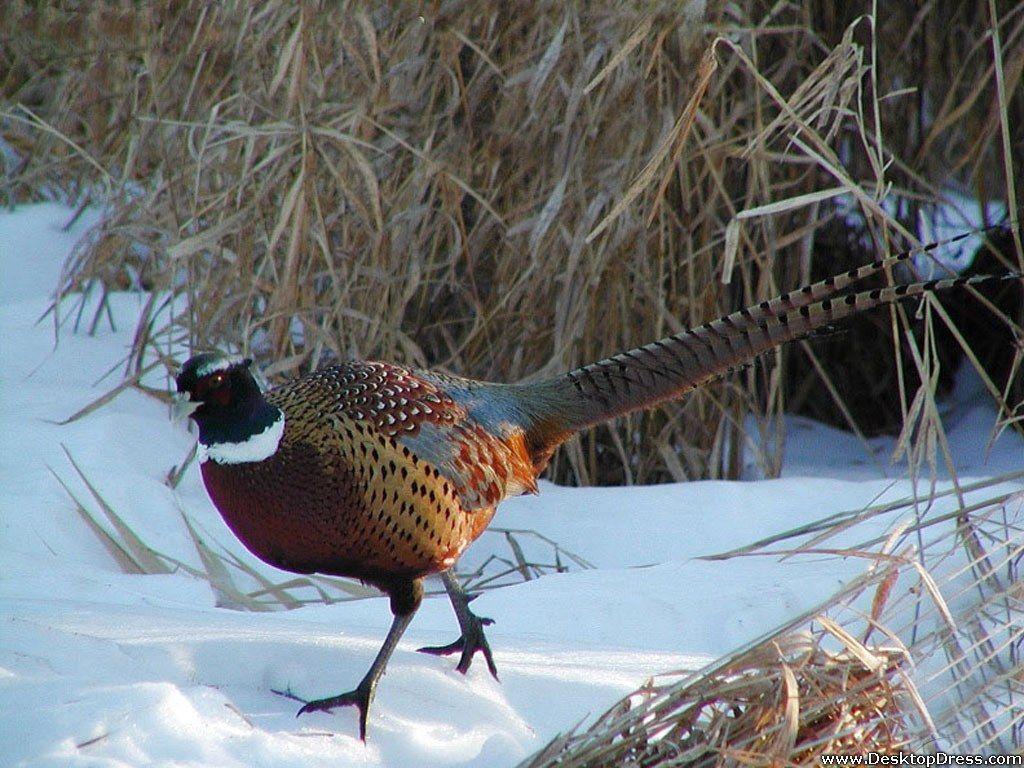 Pheasant Print Wallpaper 1024x768