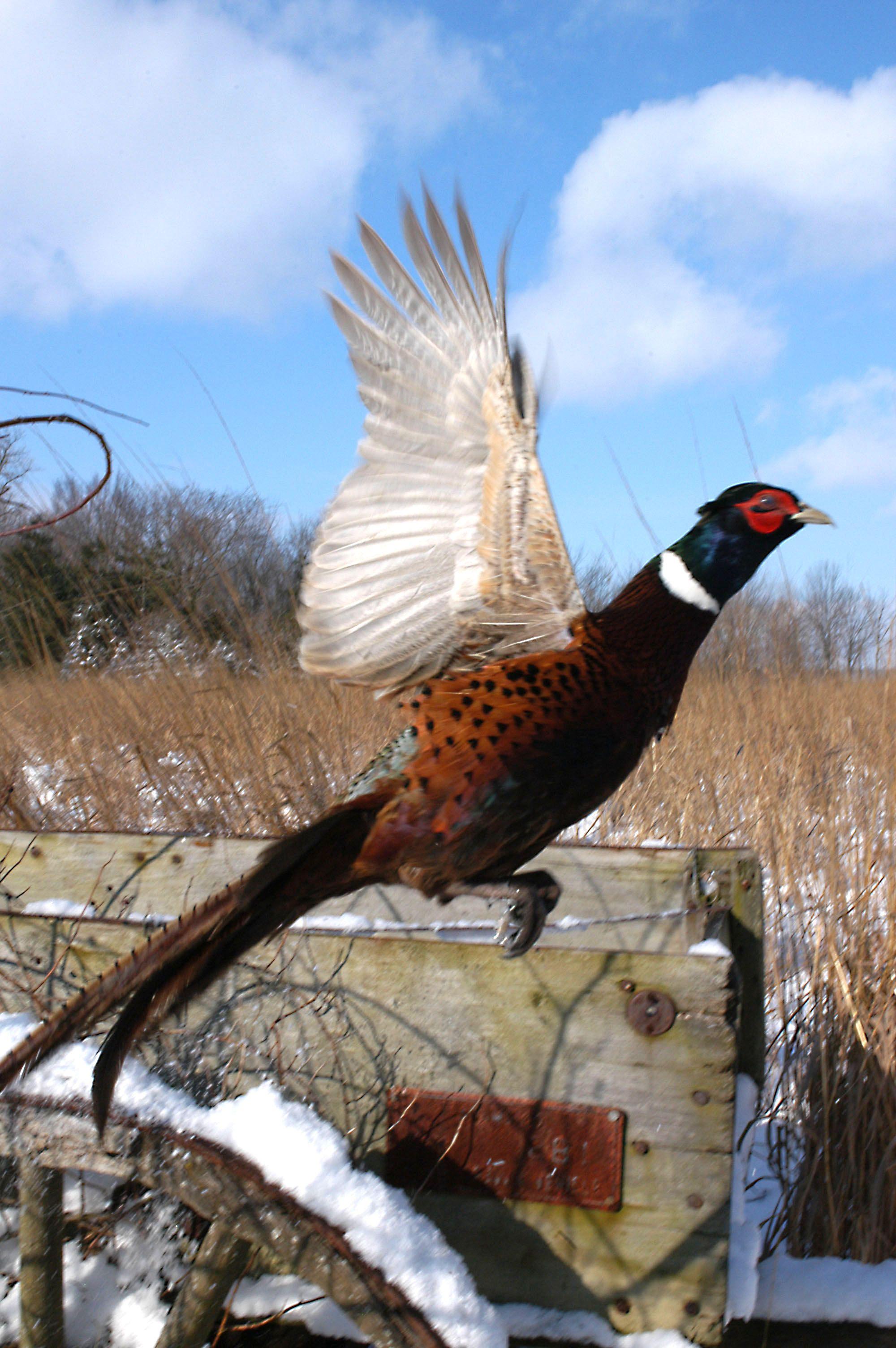 Pheasant Shooting Wallpaper 2000x3008