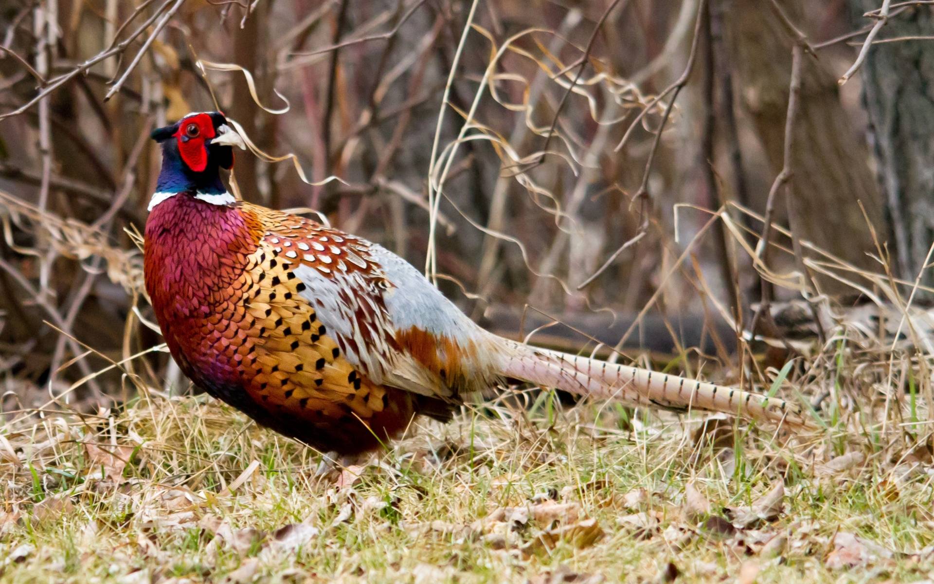 Pheasant Wallpaper 1920x1200