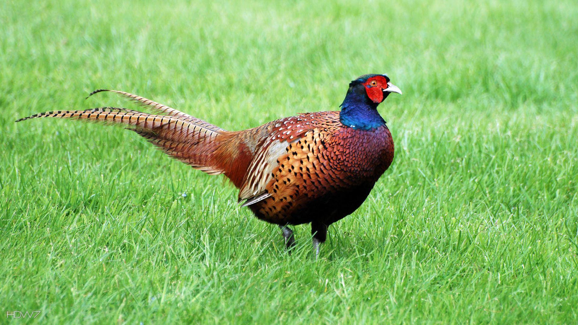 Pheasant Wallpaper Green 1920x1080