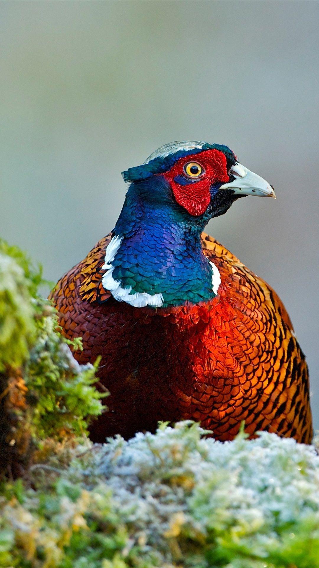 Pheasant Wallpaper Iphone 1080x1920