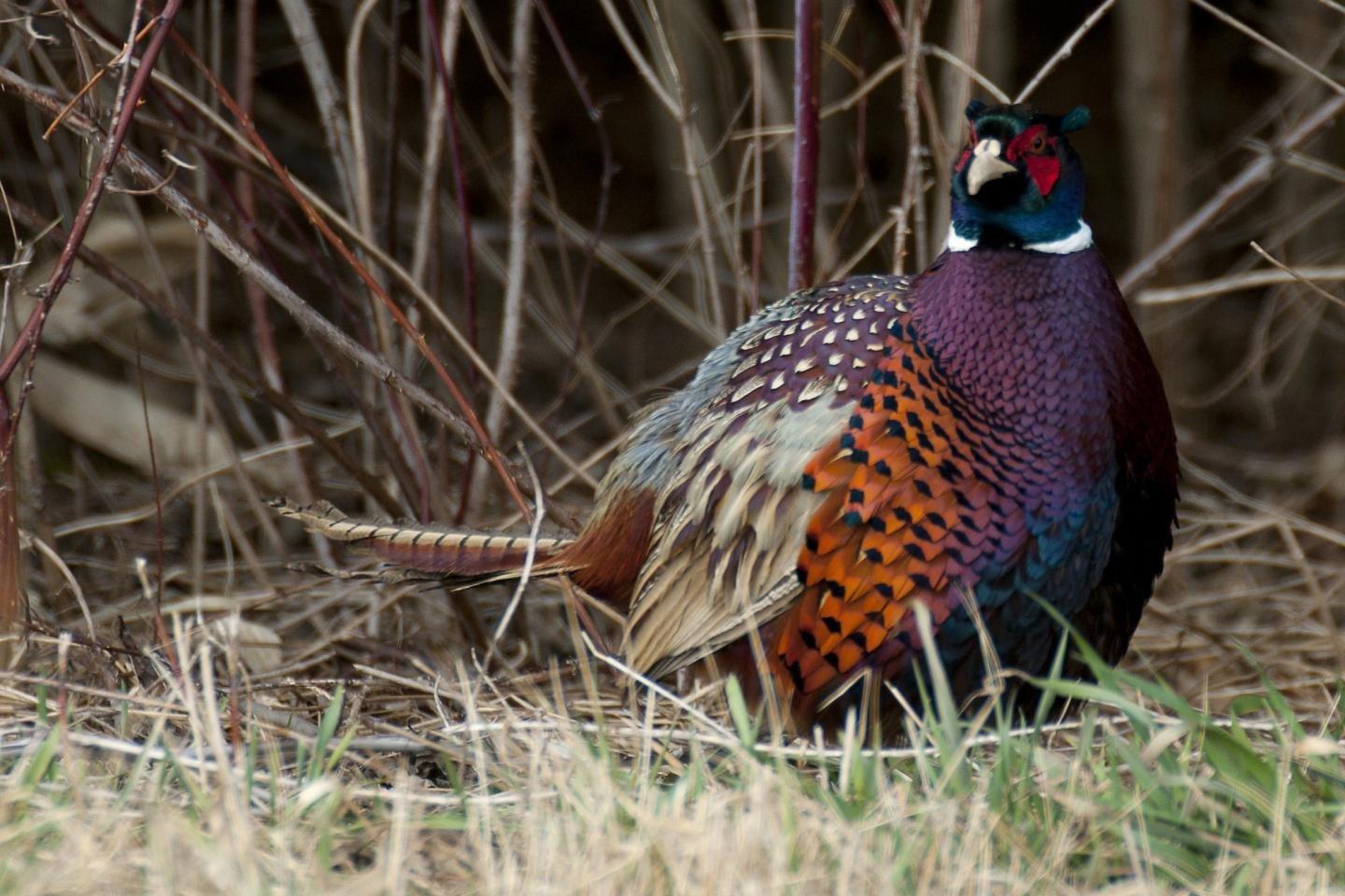 Pheasant Wallpaper Next 1440x960