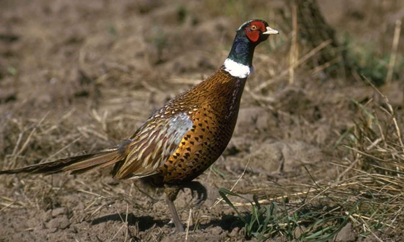 Pheasant Wallpaper Uk 1400x840