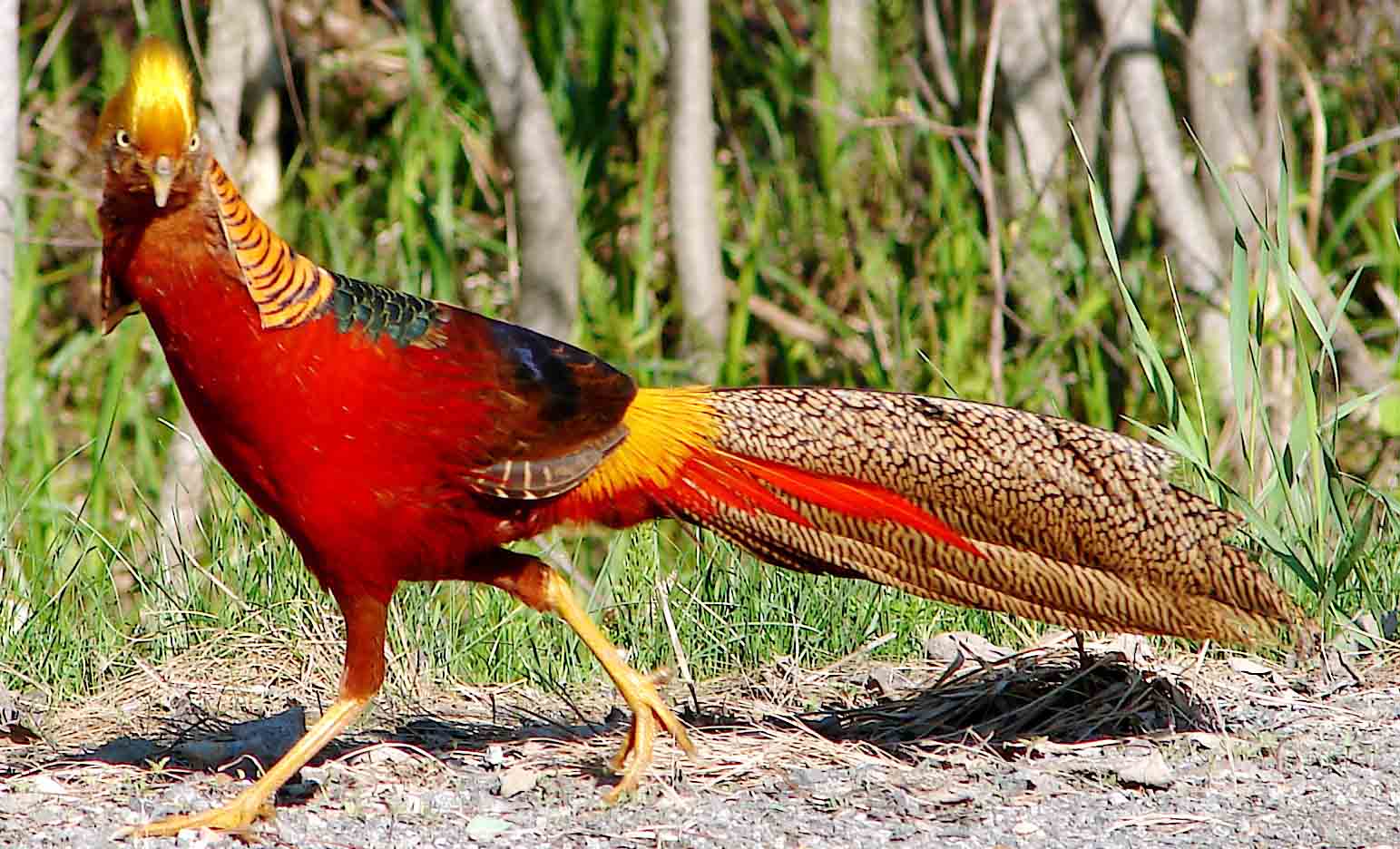 Pheasants Wallpaper 1543x936