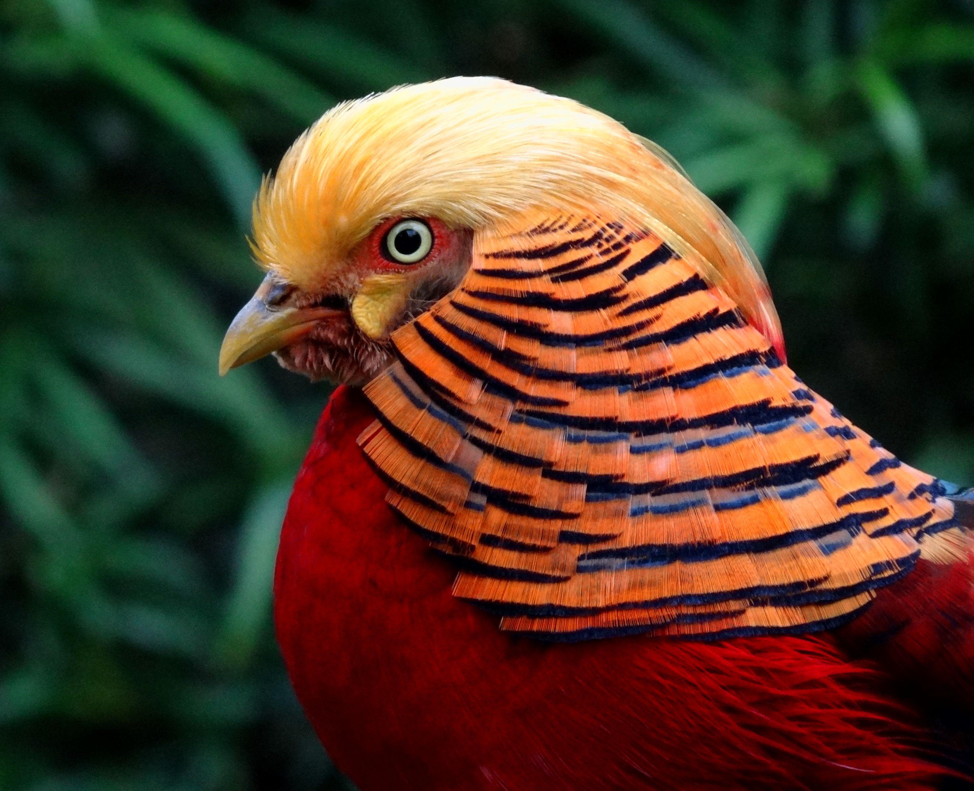 Ringneck Pheasant Wallpaper 3378x2744