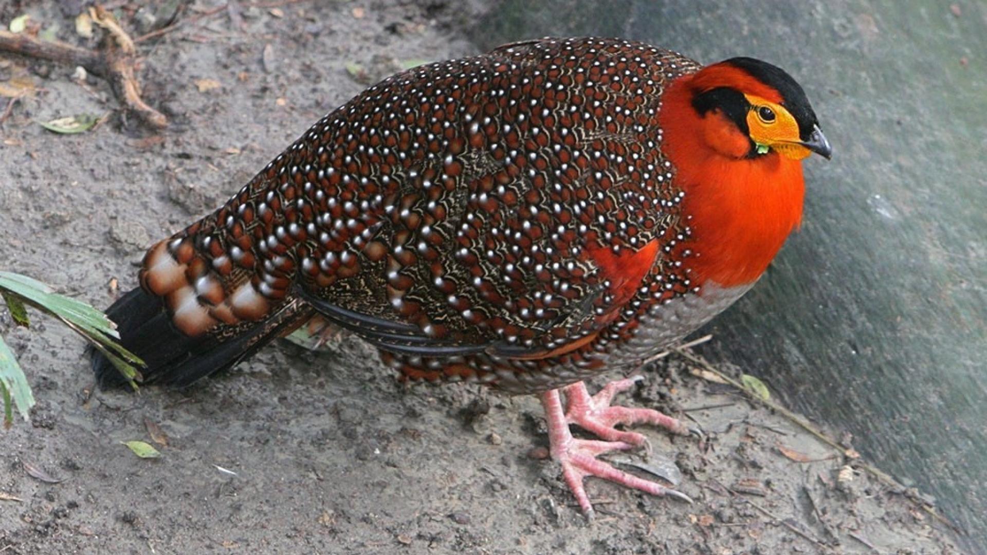 Stag Pheasant Wallpaper 1920x1080