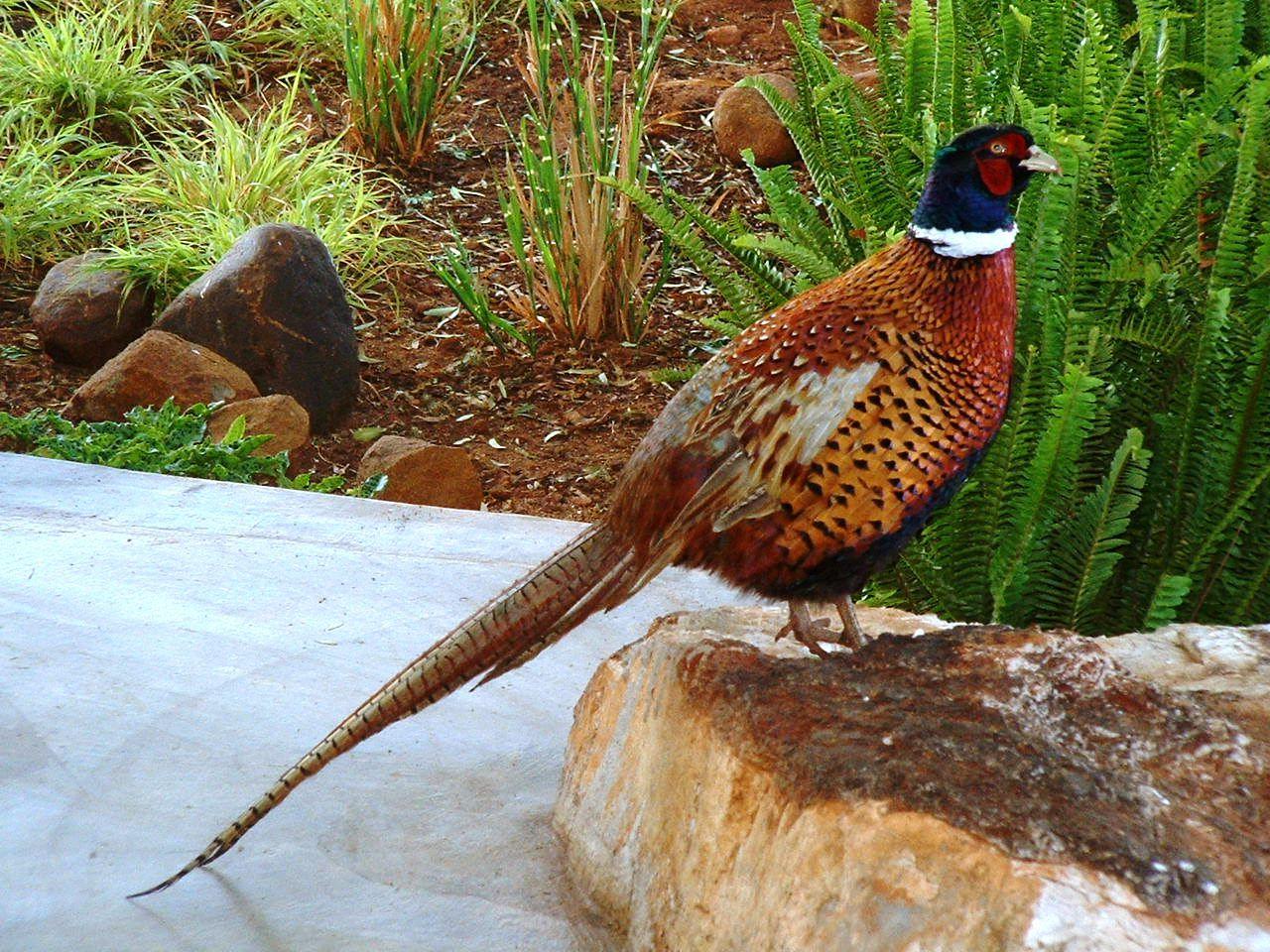 Wallpaper Pheasant 1280x960
