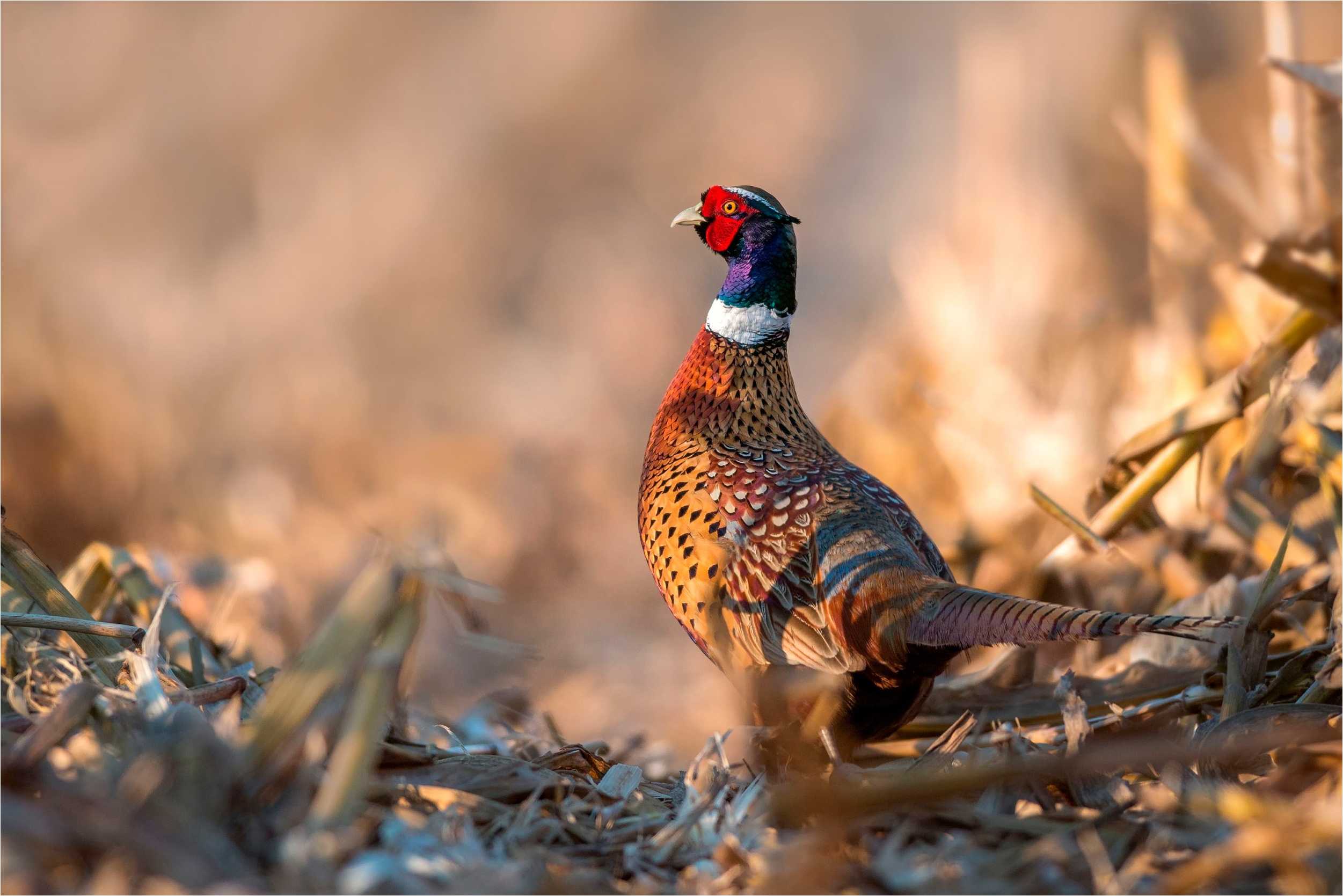 Wallpaper Pheasants 2502x1669