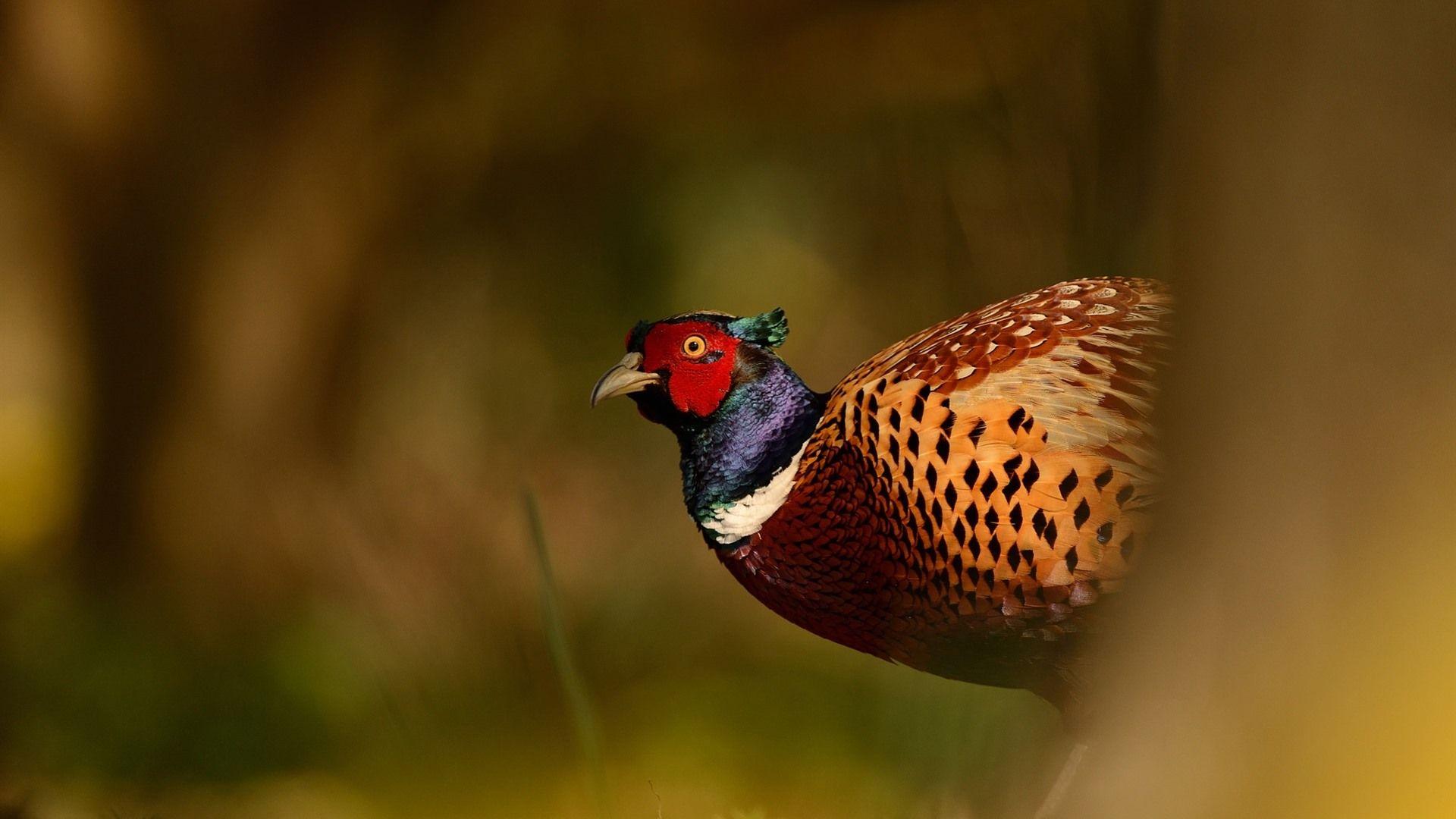 Wallpaper With Pheasants 1920x1080