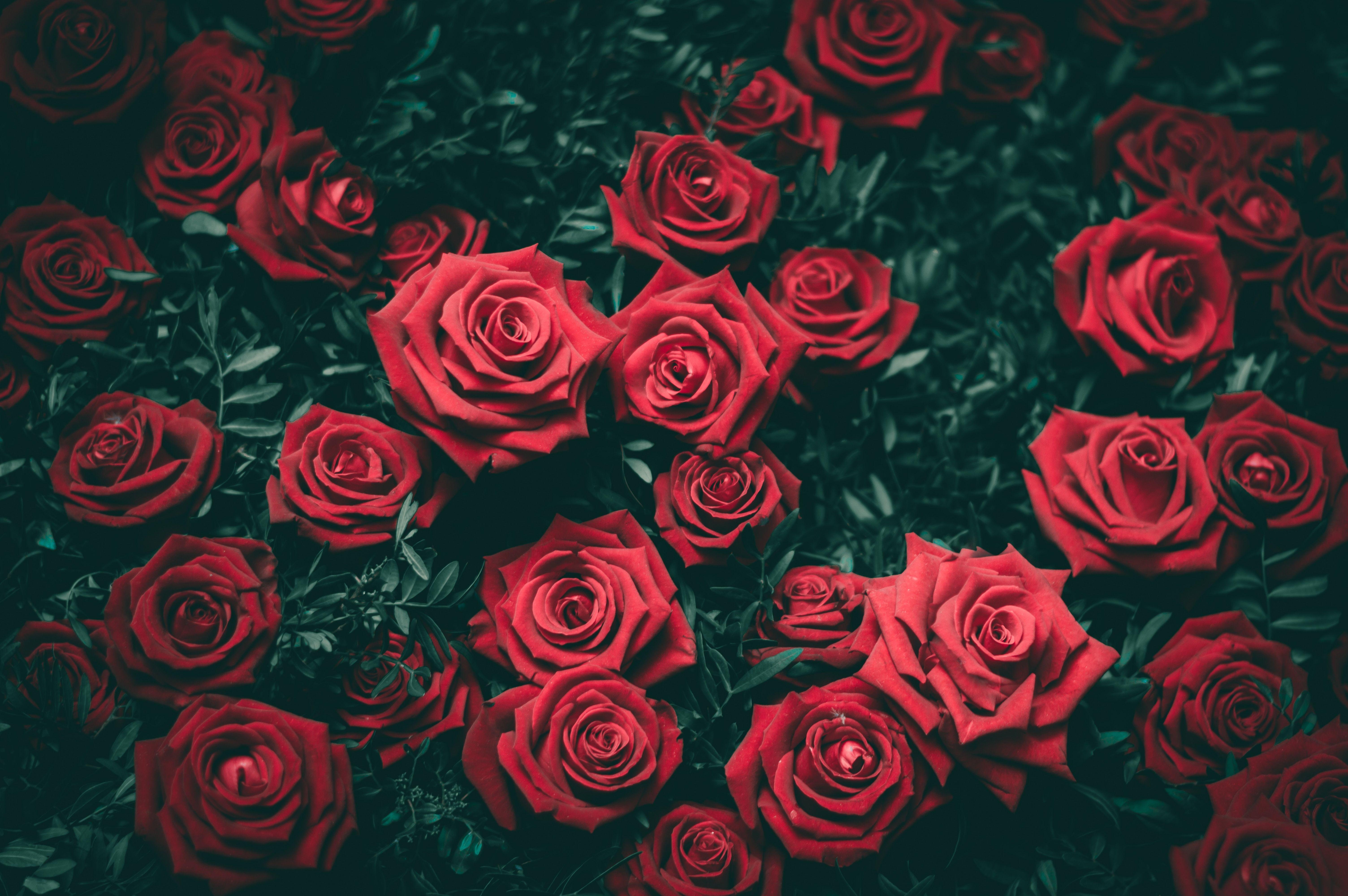 Black And Red Floral Wallpaper 6016x4000