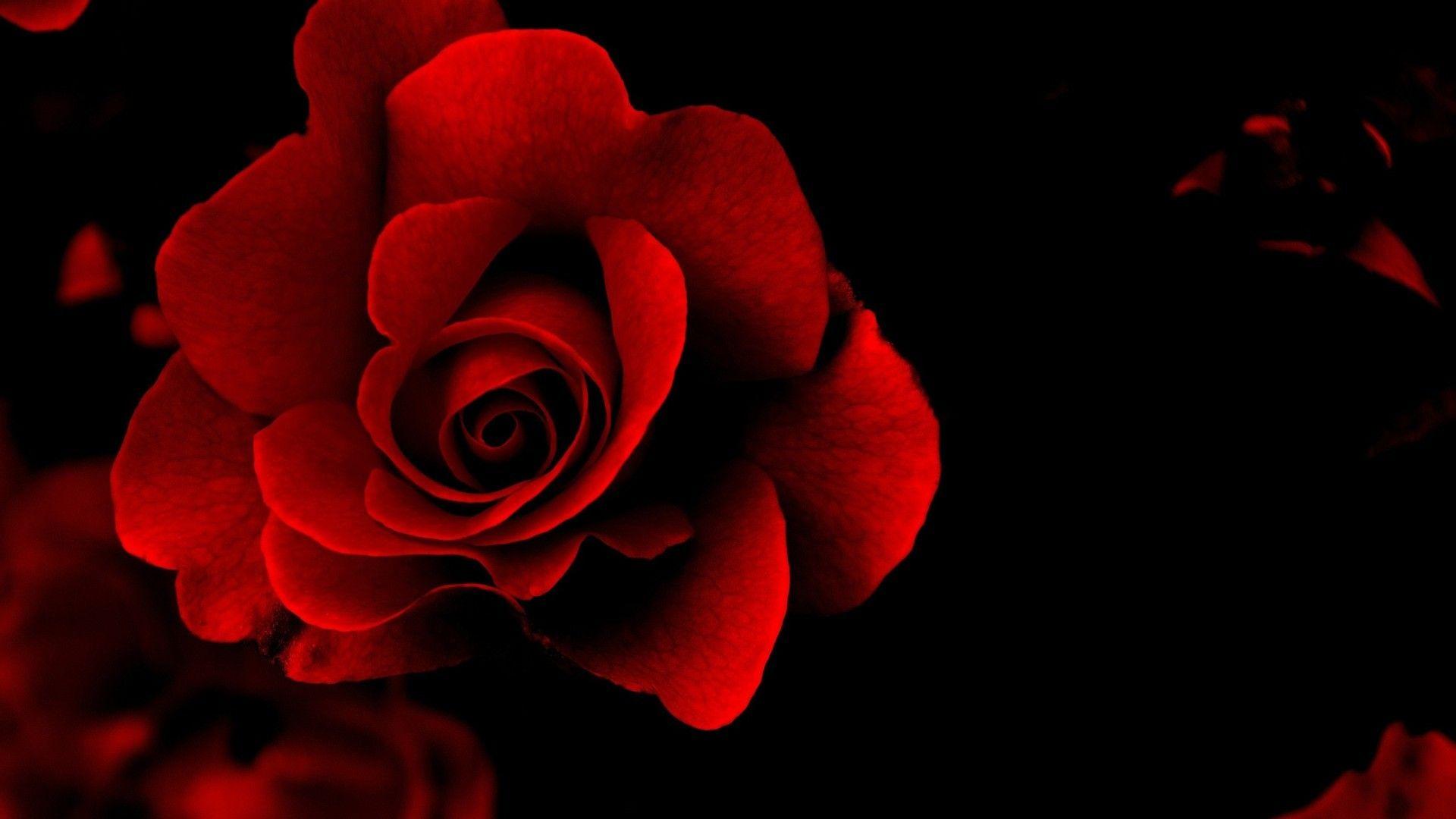 Dark Red Floral Wallpaper 1920x1080