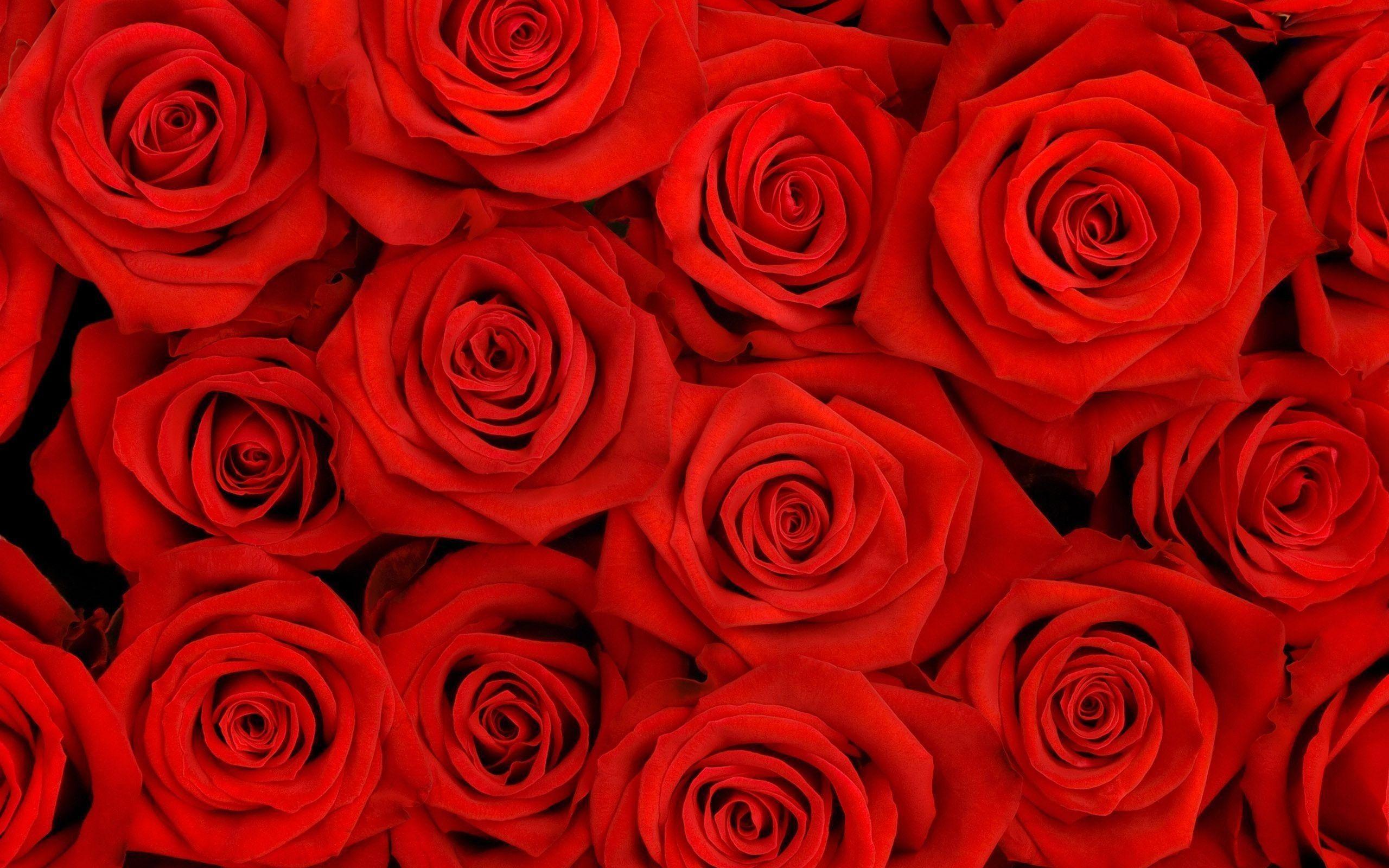 Floral Wallpaper Red 2560x1600