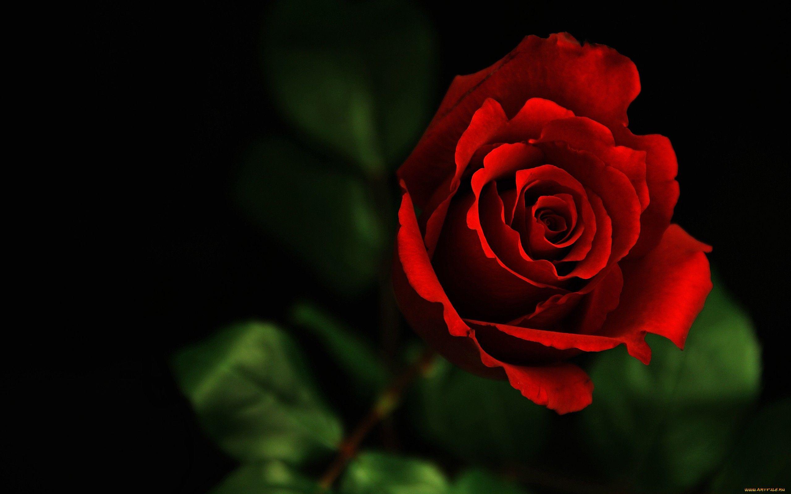 Red And Black Floral Wallpaper 2560x1600