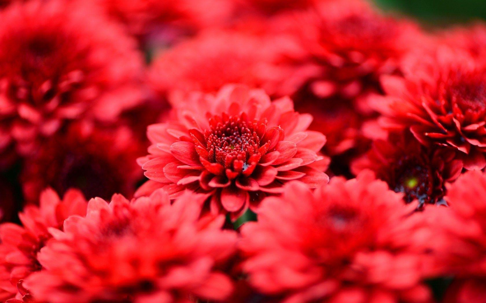 Red Background Floral Wallpaper 1680x1050