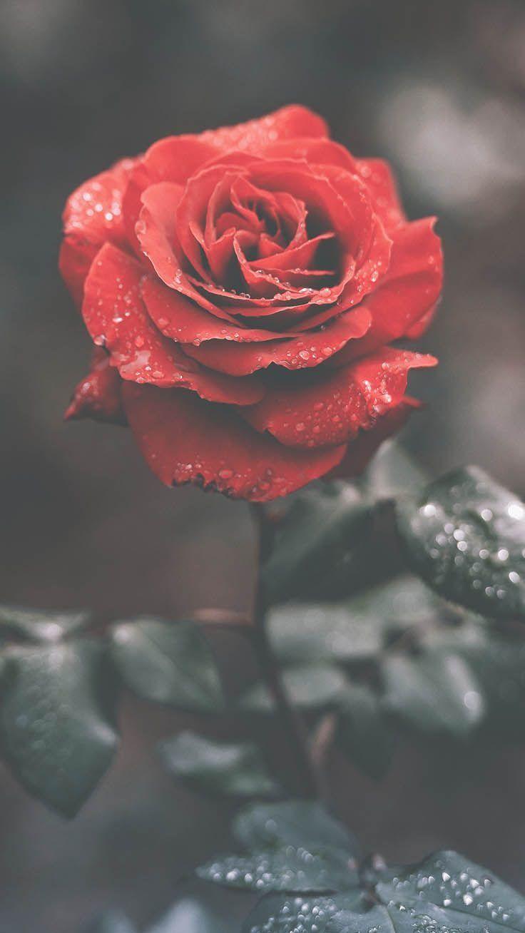 Red Floral Vintage Wallpaper 736x1308