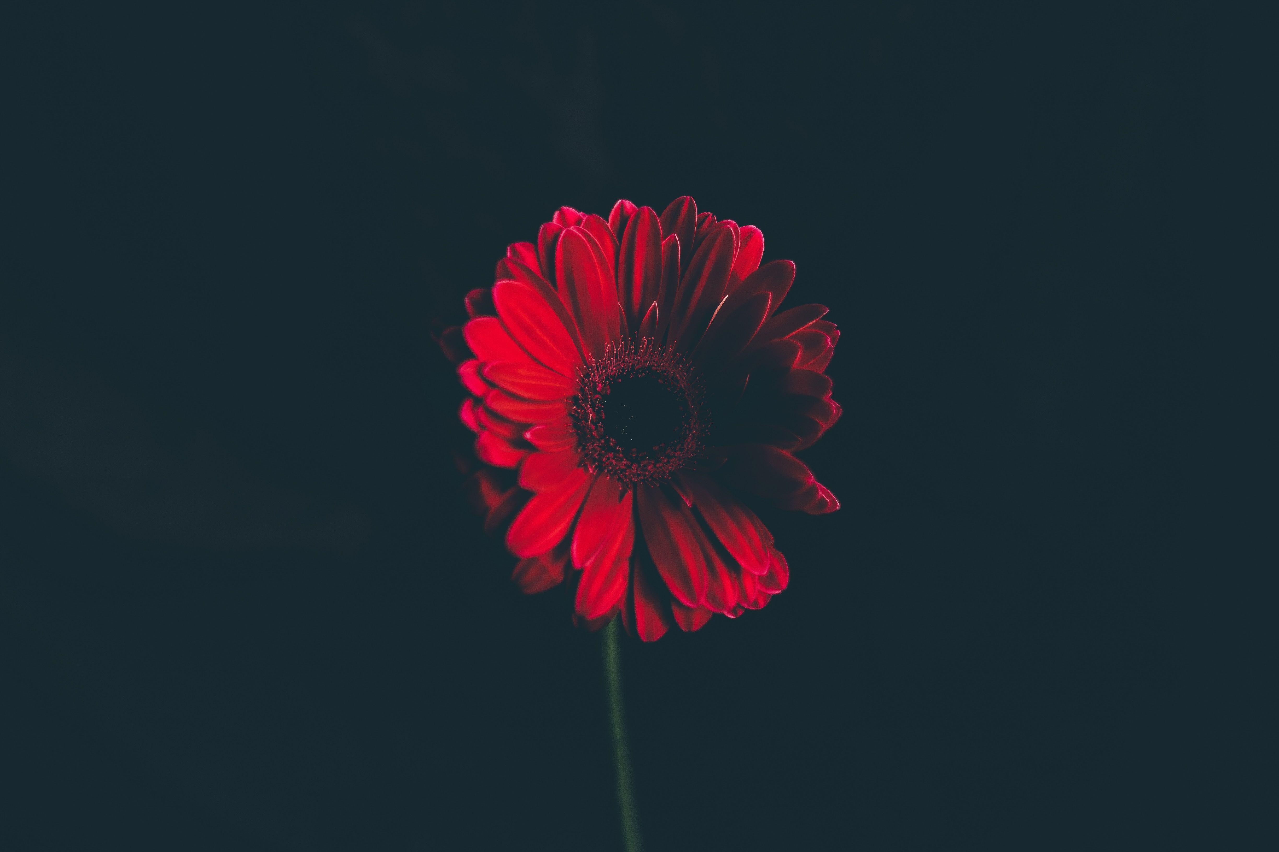 Red Floral Wallpaper 4896x3264