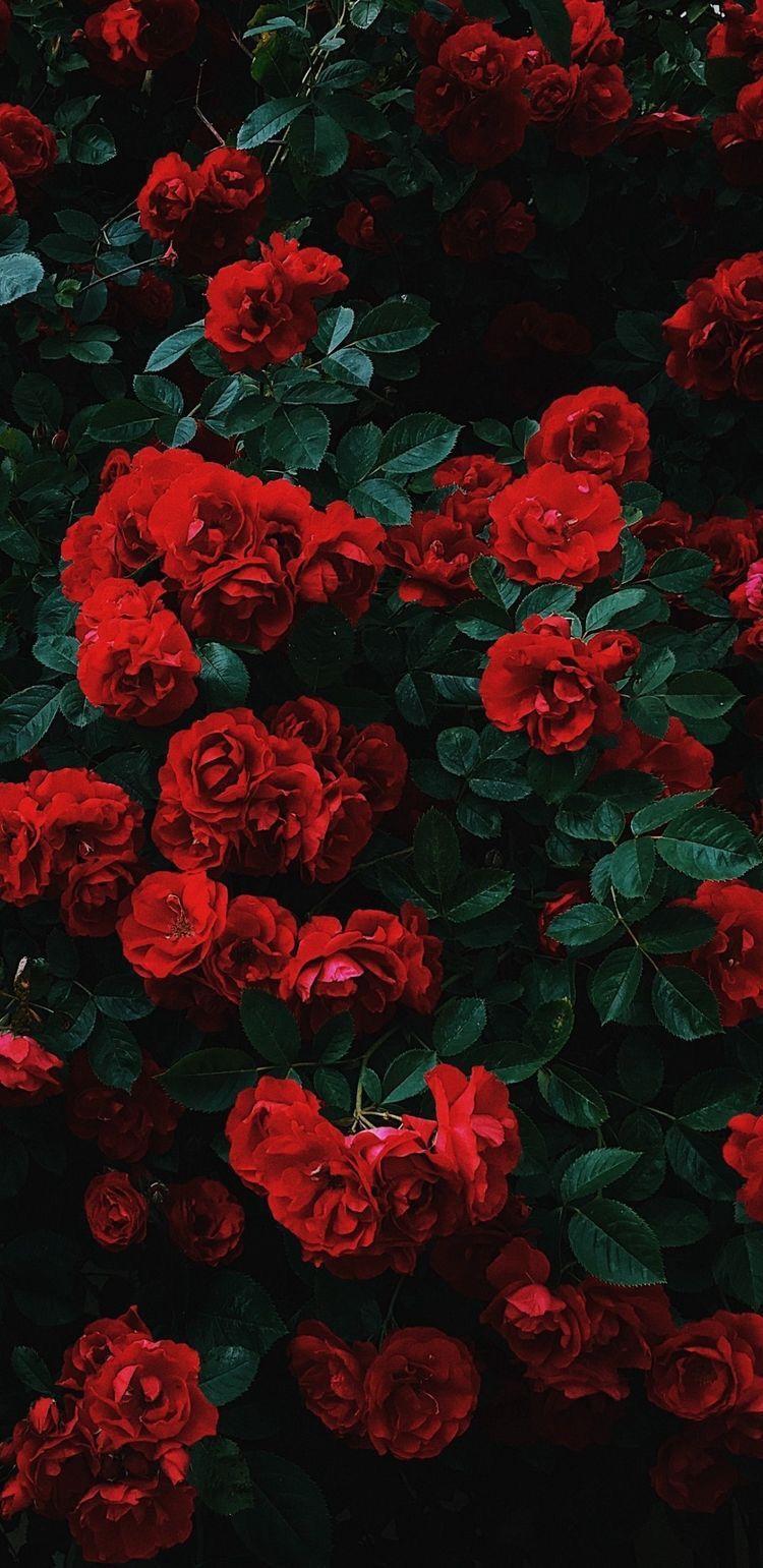 Red Floral Wallpaper Aesthetic 750x1541