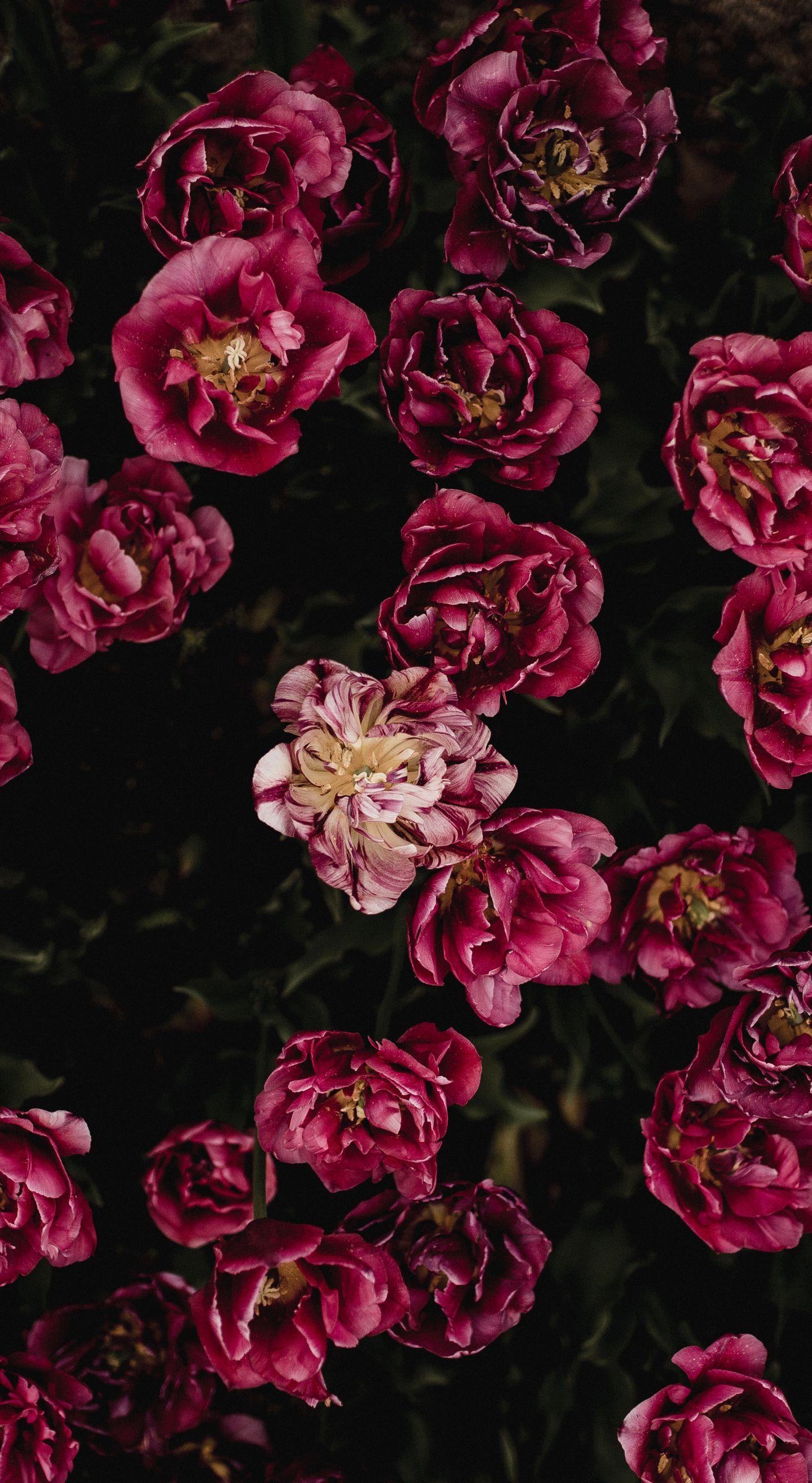 Red Floral Wallpaper Uk 1440x2630